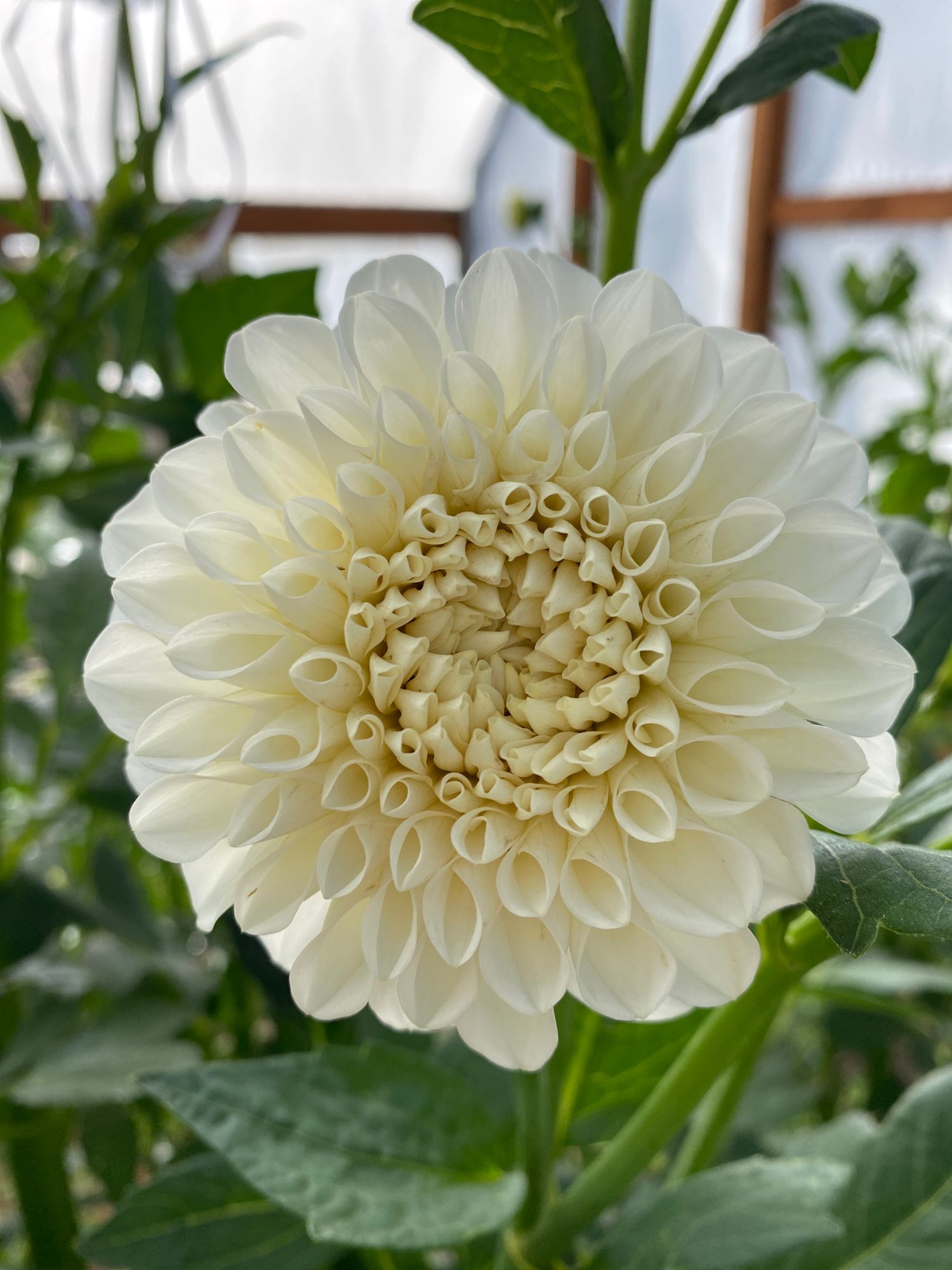 DAHLIA Ball