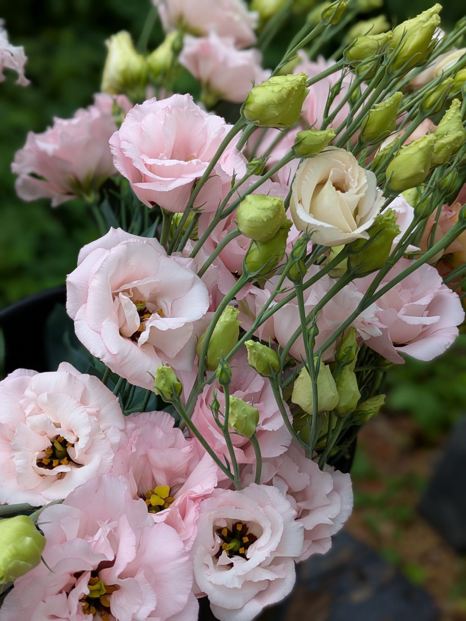EUSTOMA grandiflorum Arena Light Pink