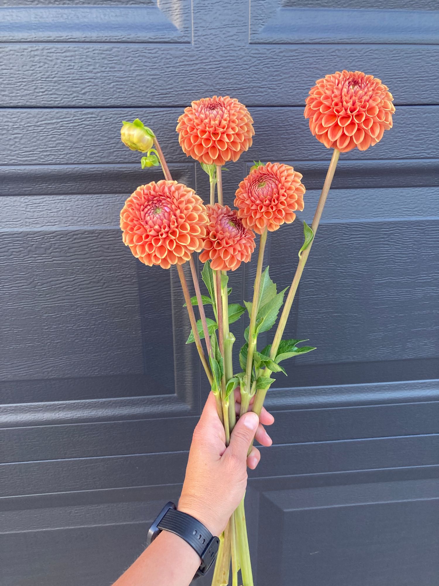 DAHLIA Cornel Bronze