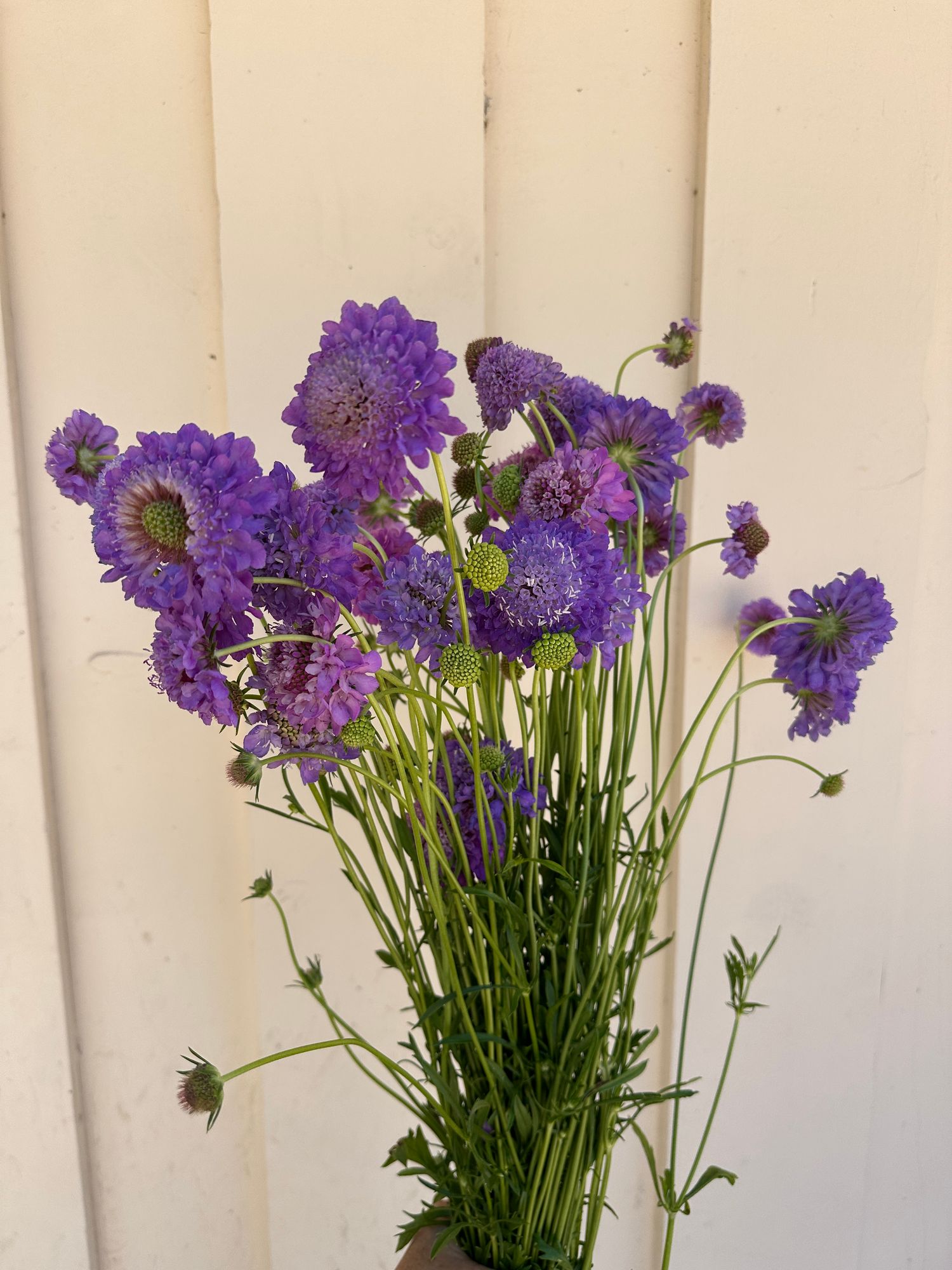 SCABIOSA atropurpurea Oxford Blue