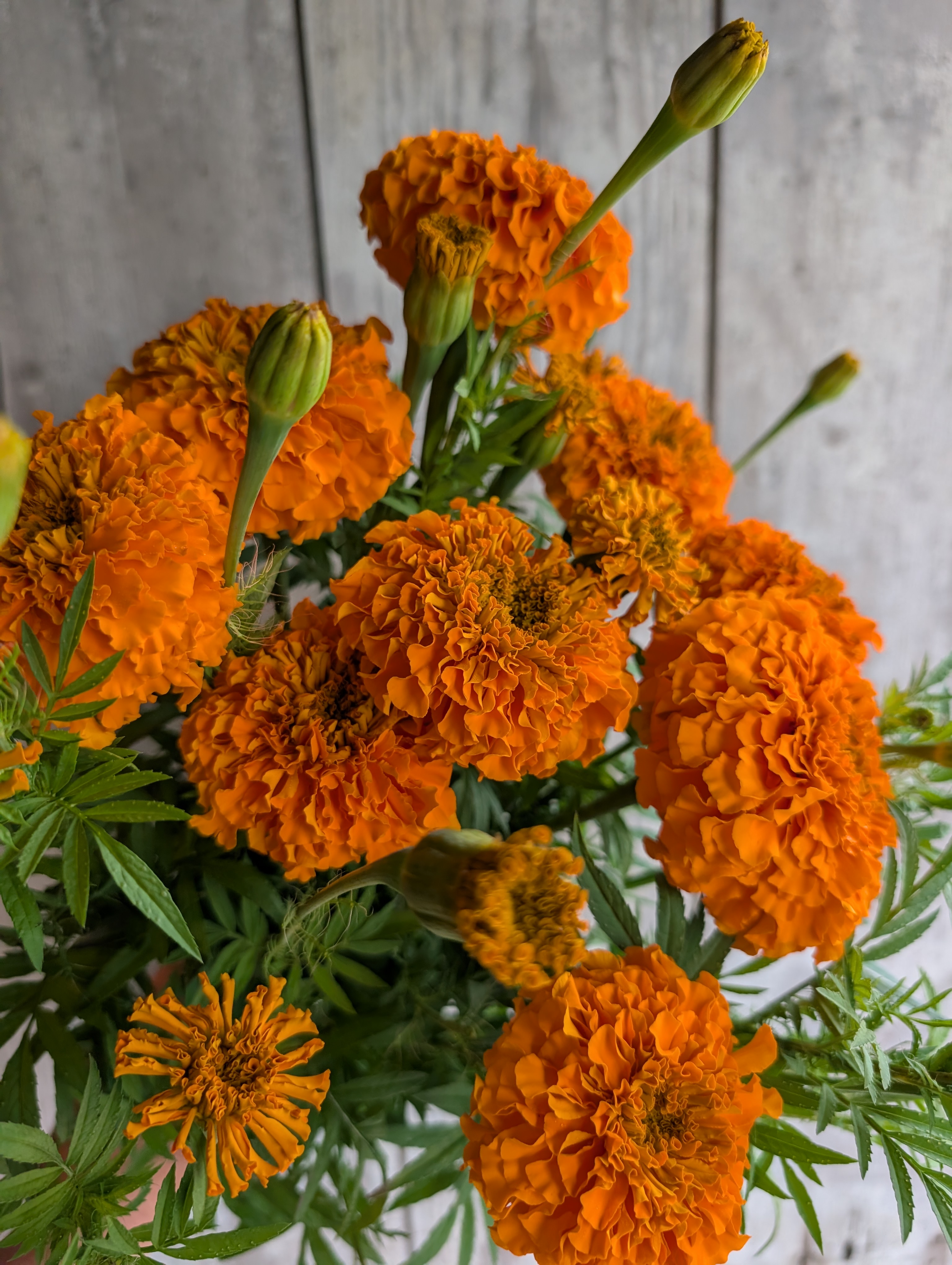 TAGETES erecta Coco Deep Orange