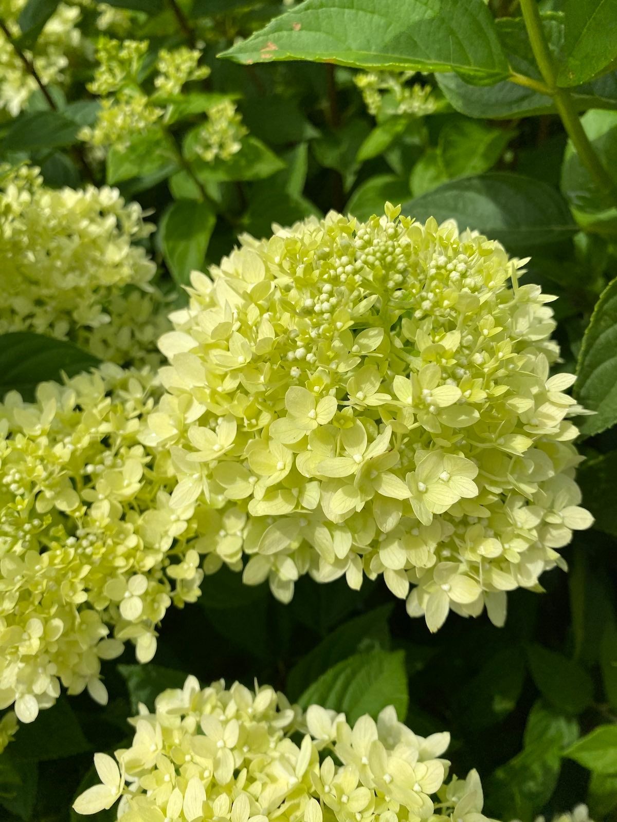 HYDRANGEA paniculata Limelight