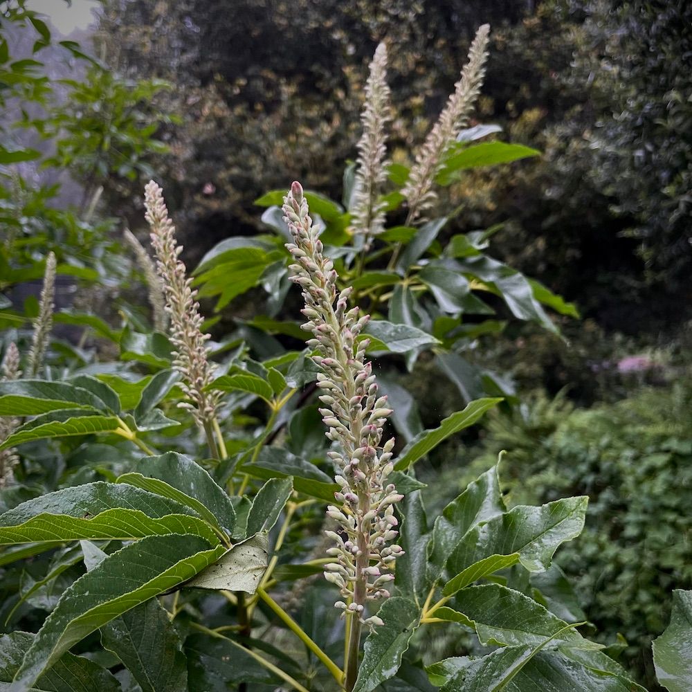 AESCULUS californica