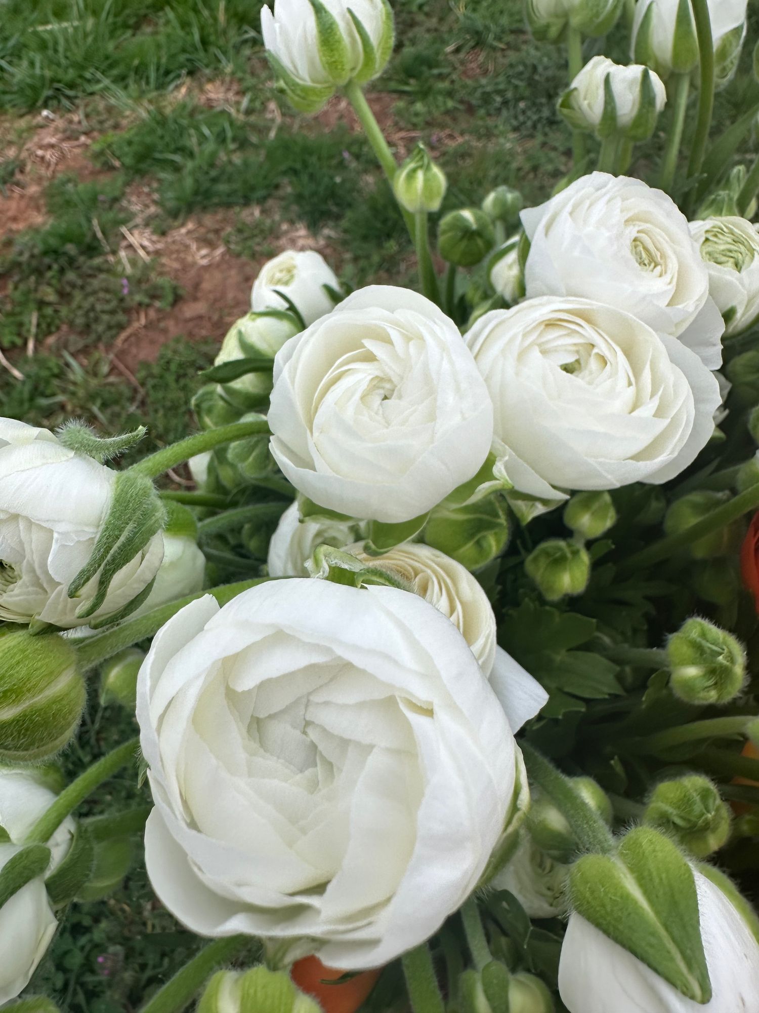 RANUNCULUS La Belle White