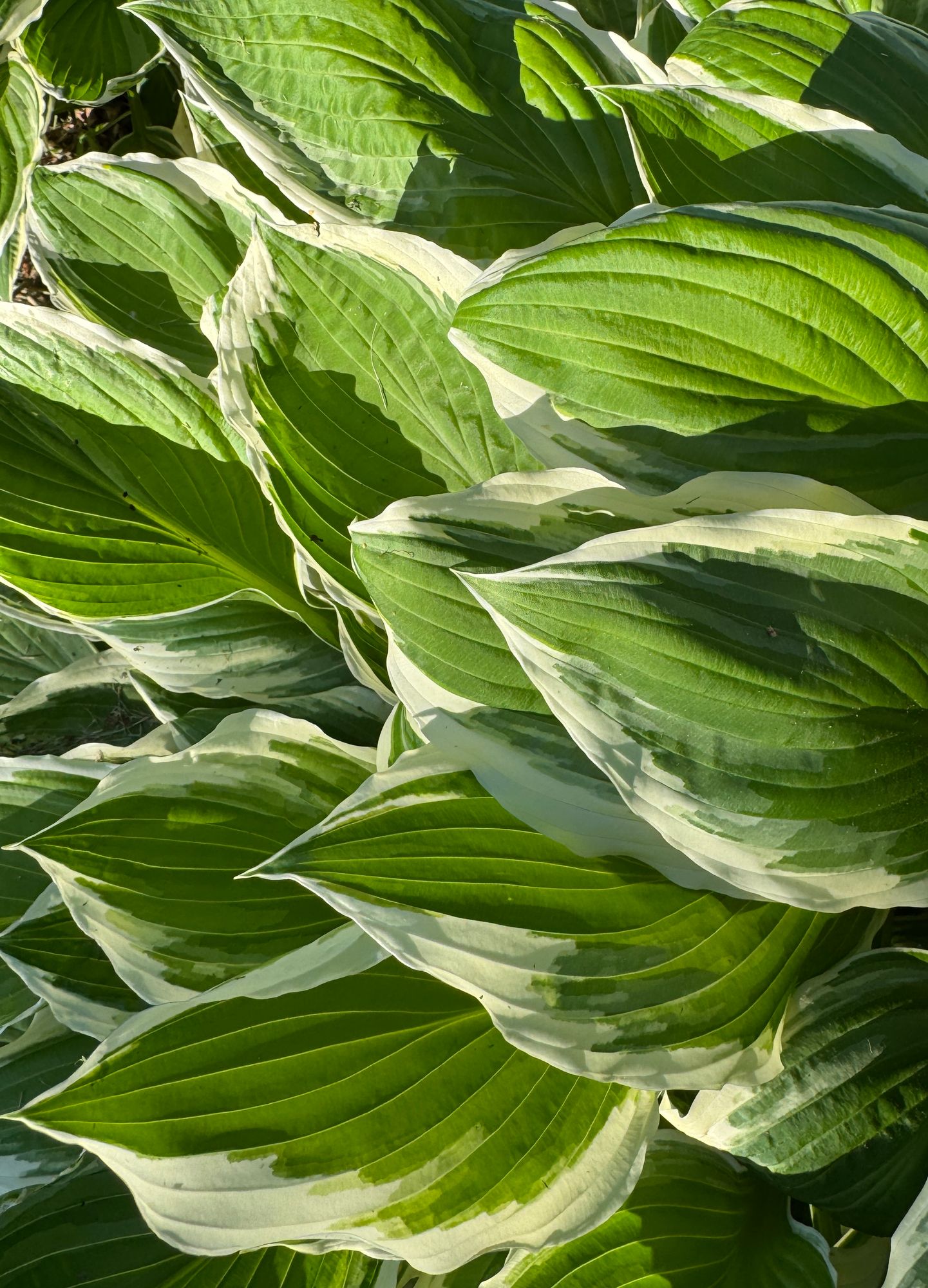 HOSTA elata