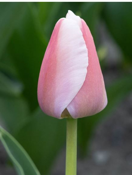 TULIPA Single