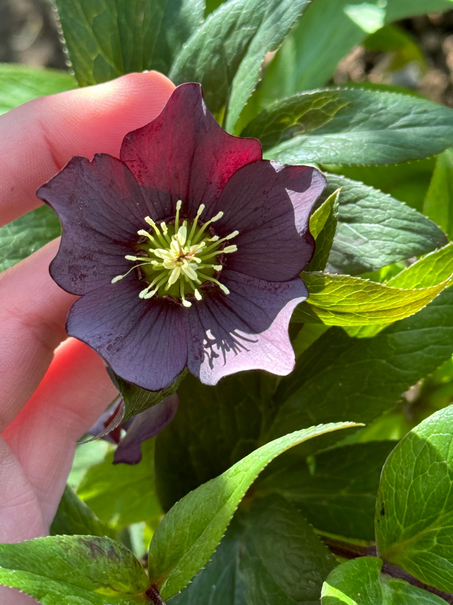 HELLEBORUS foetidus