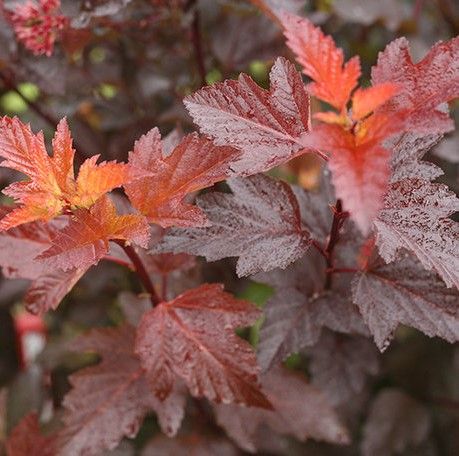PHYSOCARPUS opulifolius