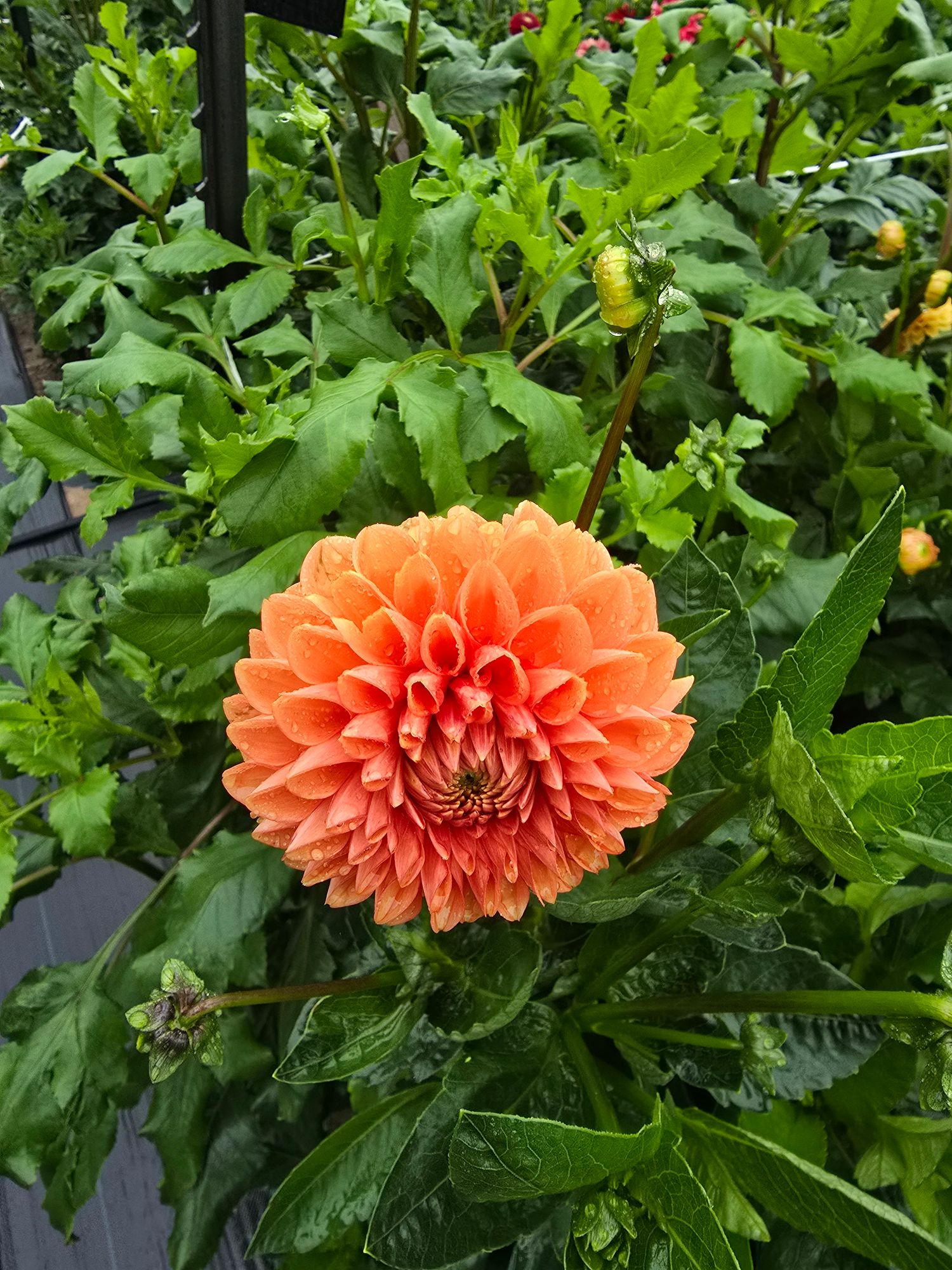 DAHLIA Maarn