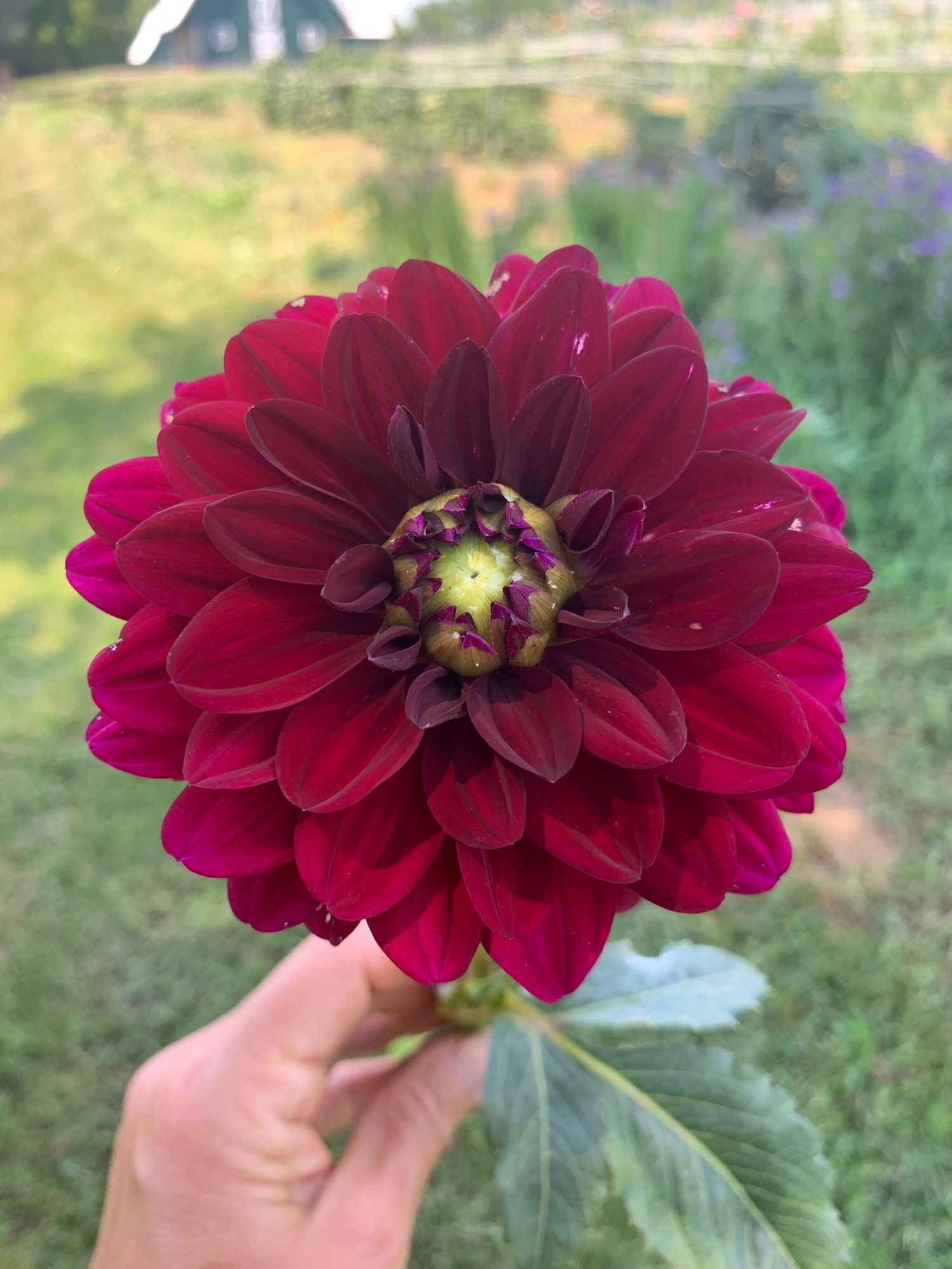 DAHLIA Decorative