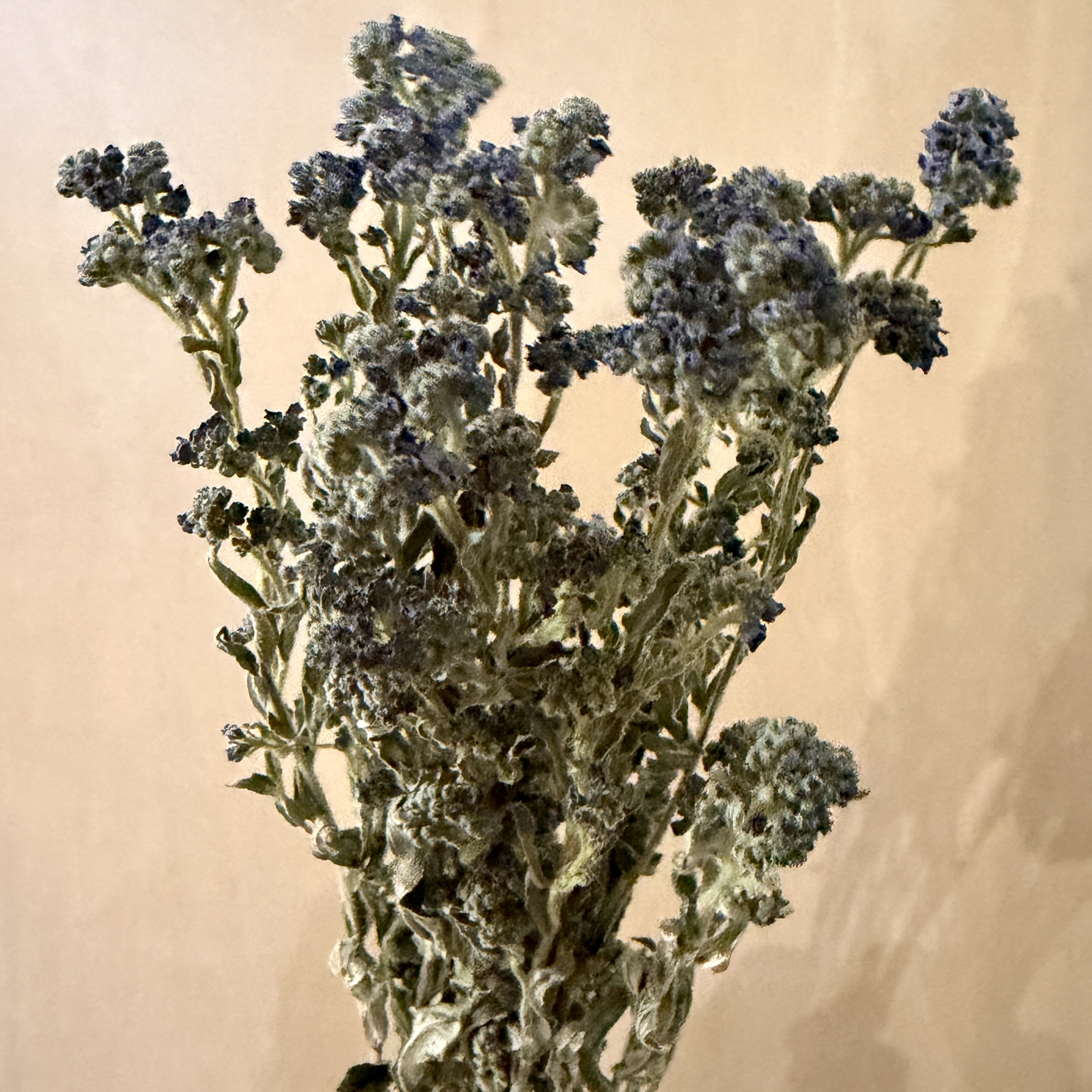 CYNOGLOSSUM amabile