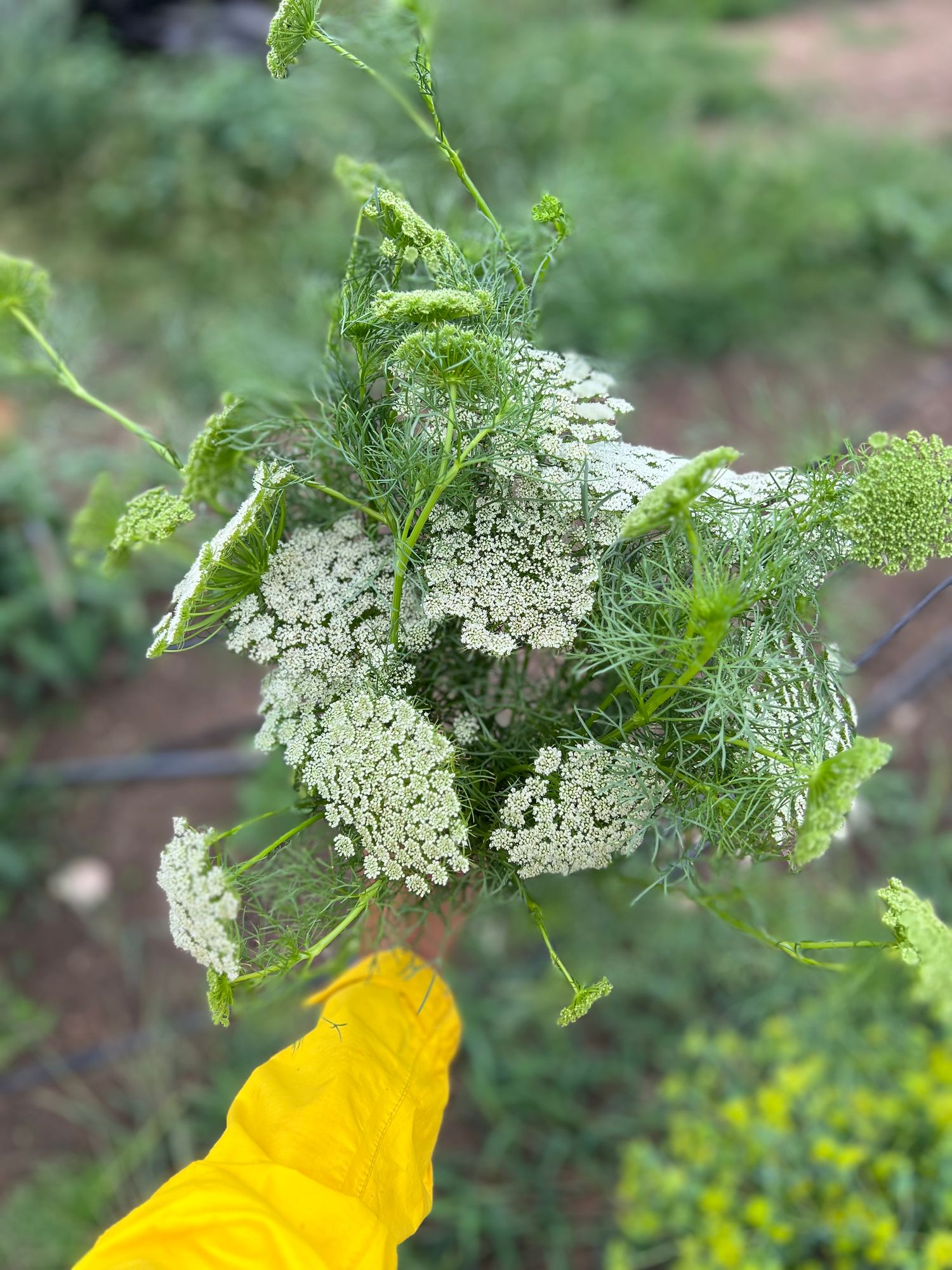 AMMI visnaga Green Mist