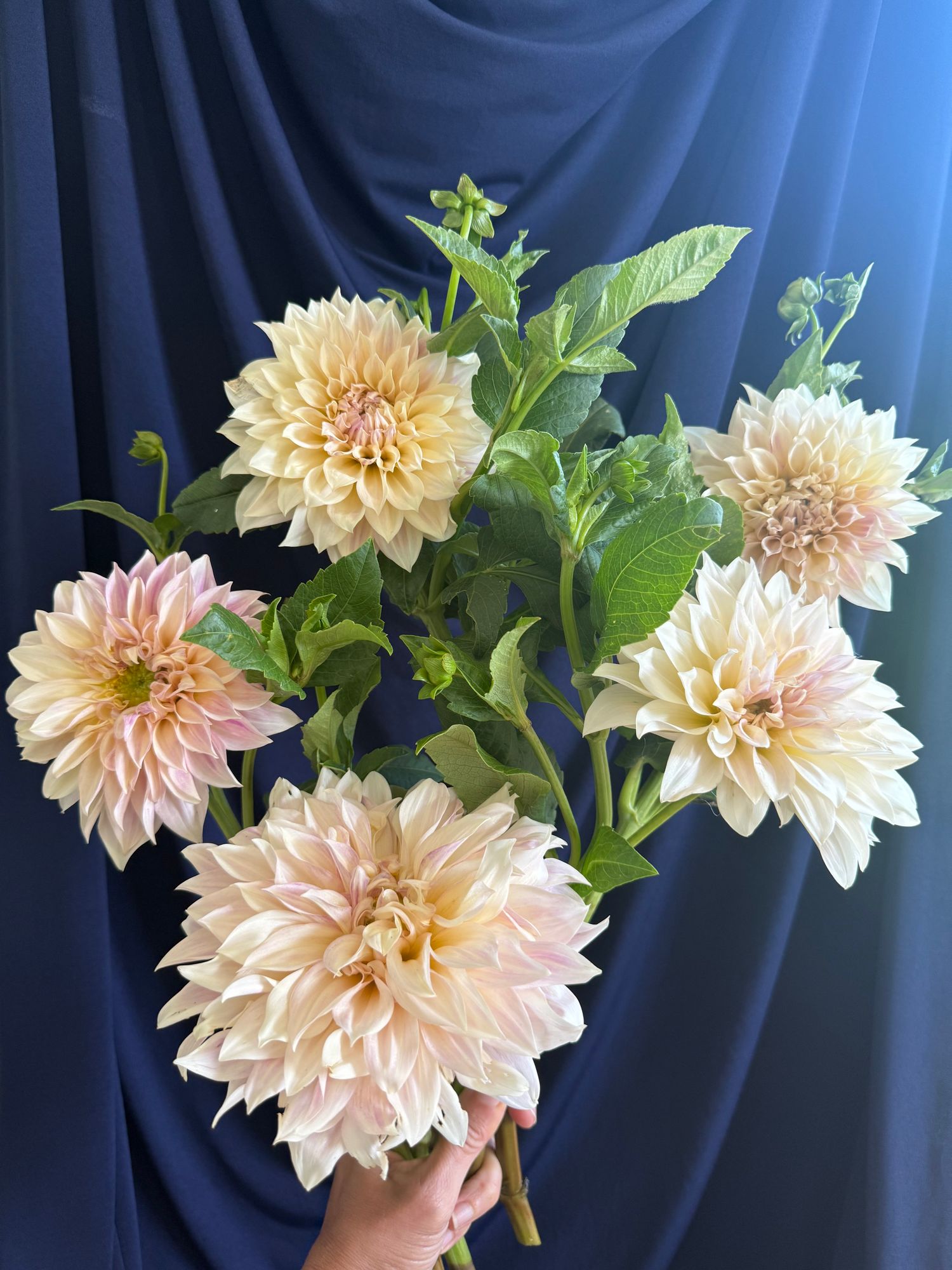 DAHLIA Cafe Au Lait