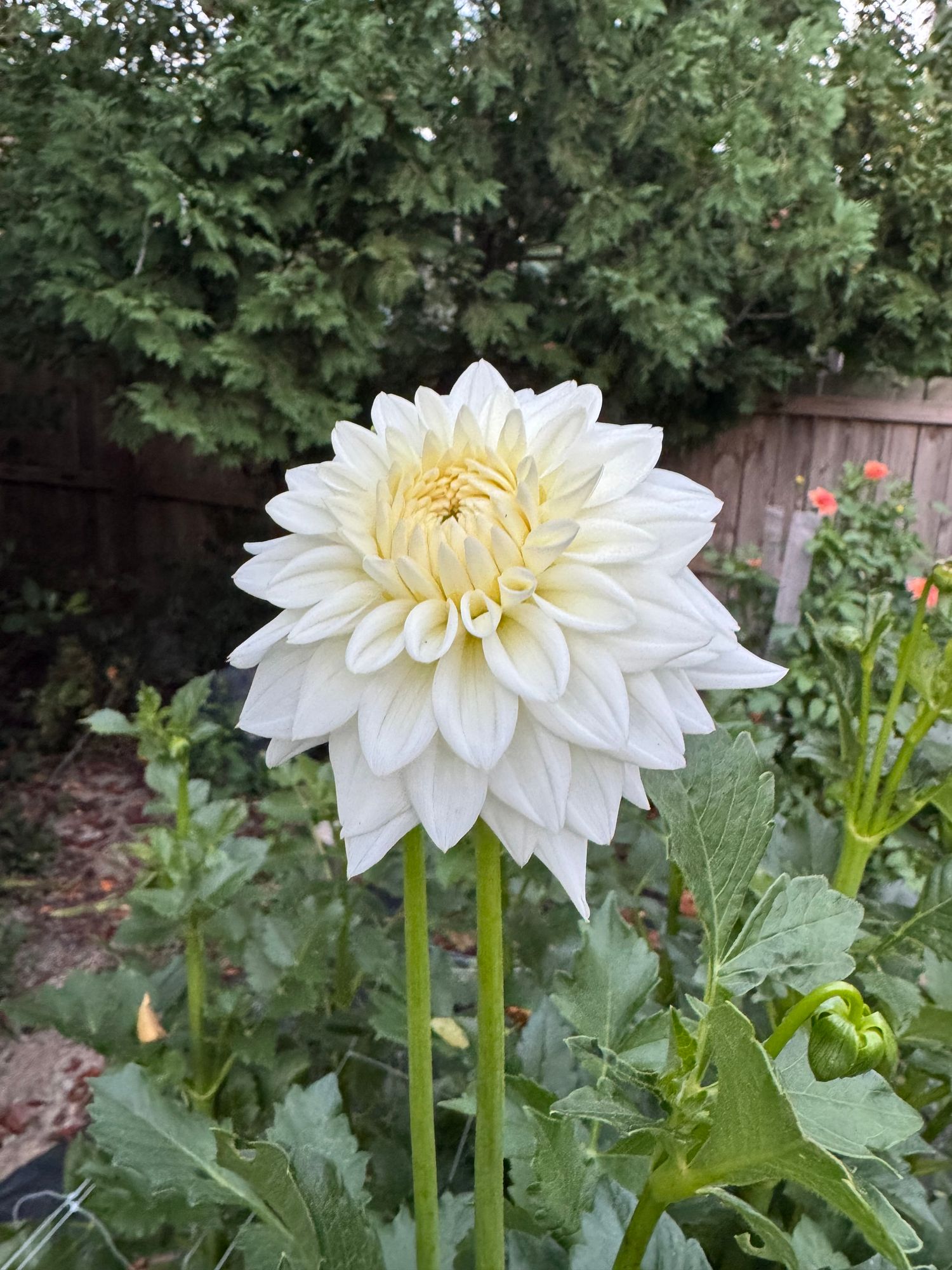DAHLIA Blizzard