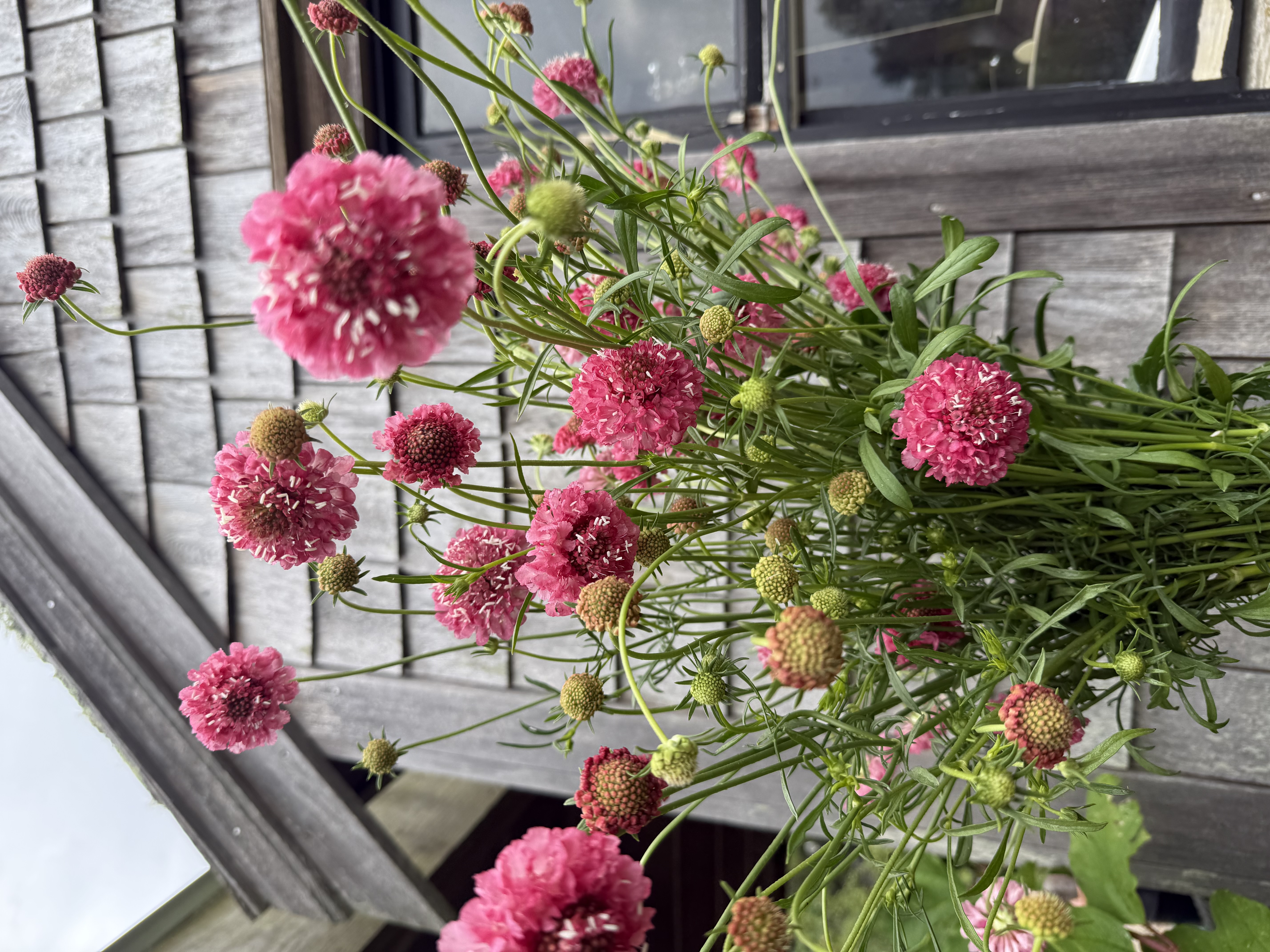 SCABIOSA