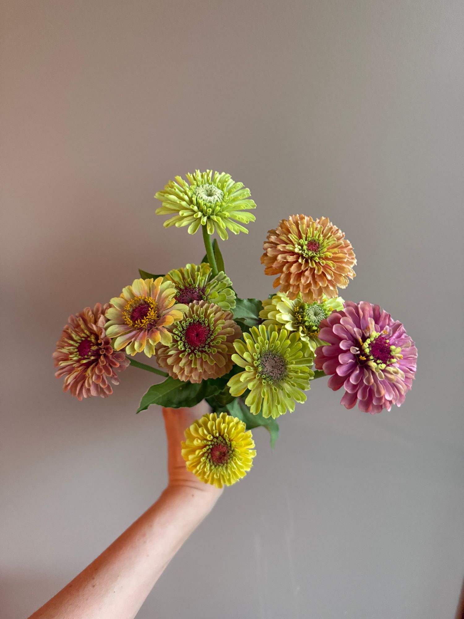 ZINNIA elegans Queeny Series