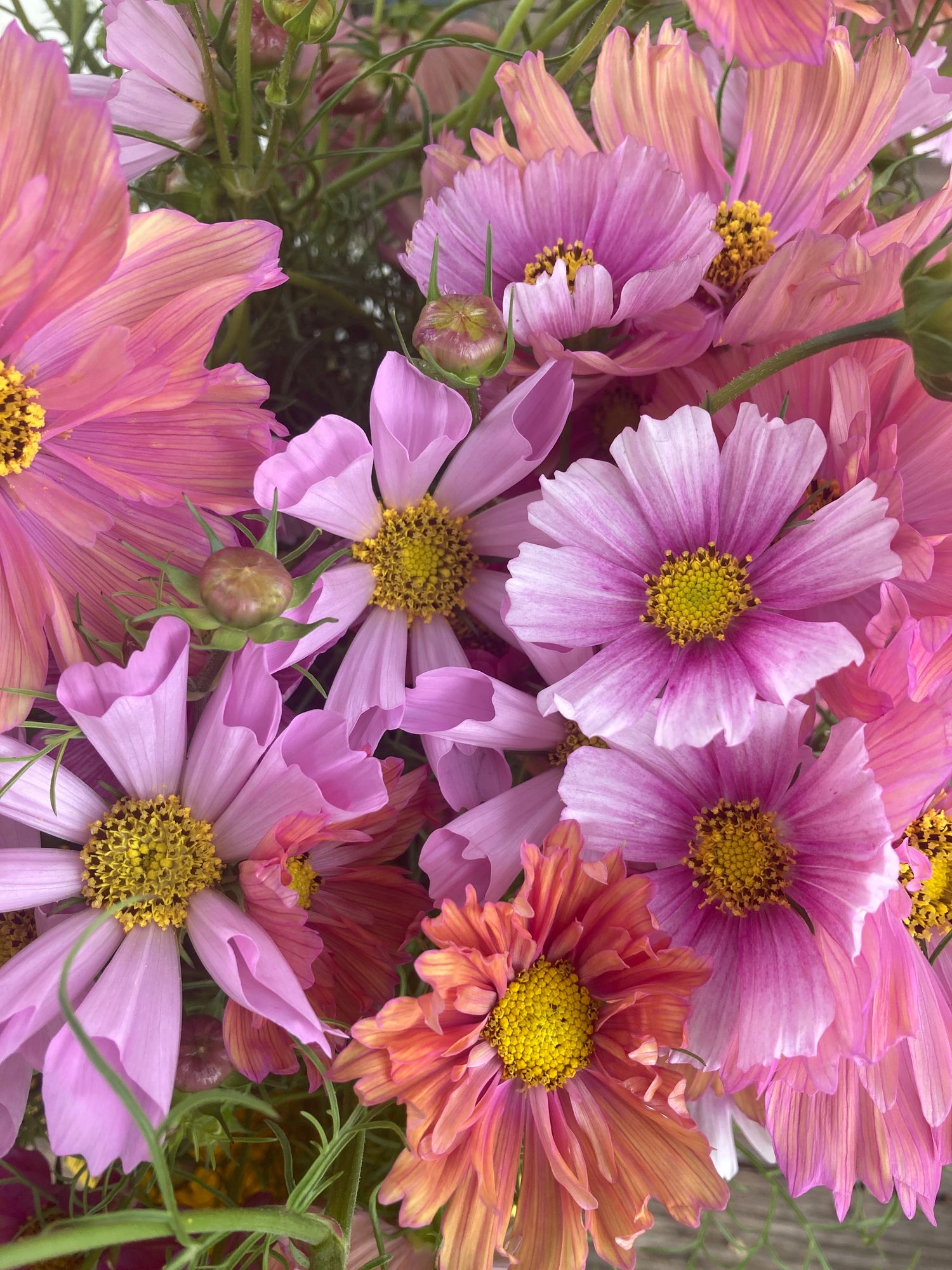 COSMOS bipinnatus