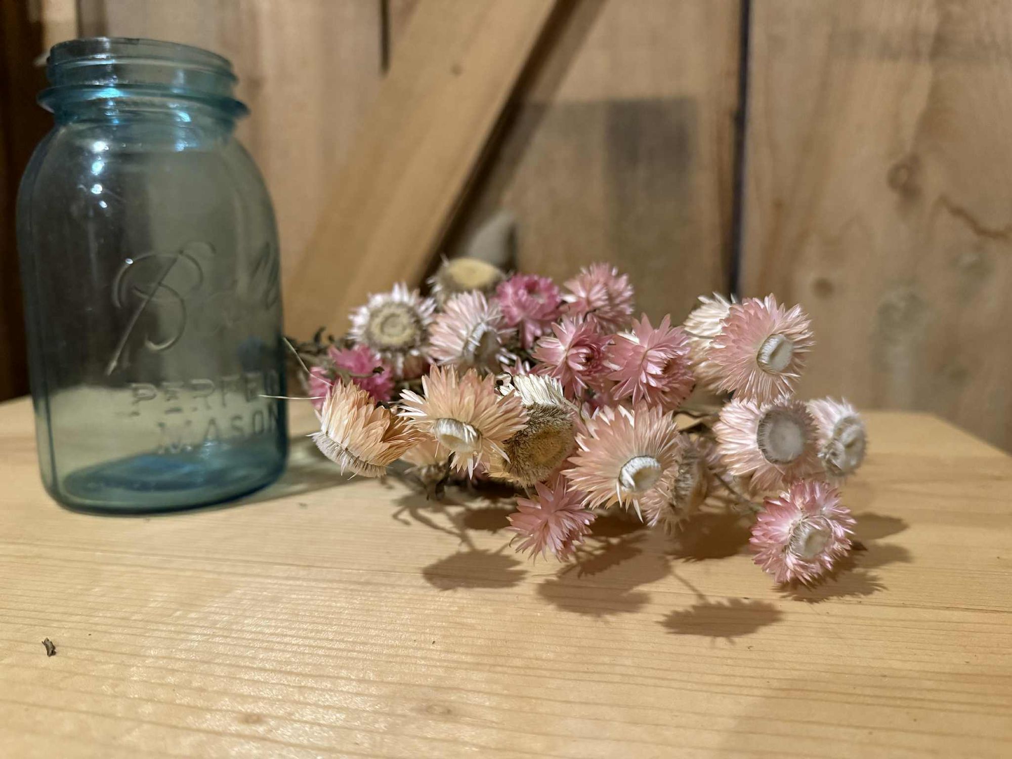 XEROCHRYSUM bracteatum