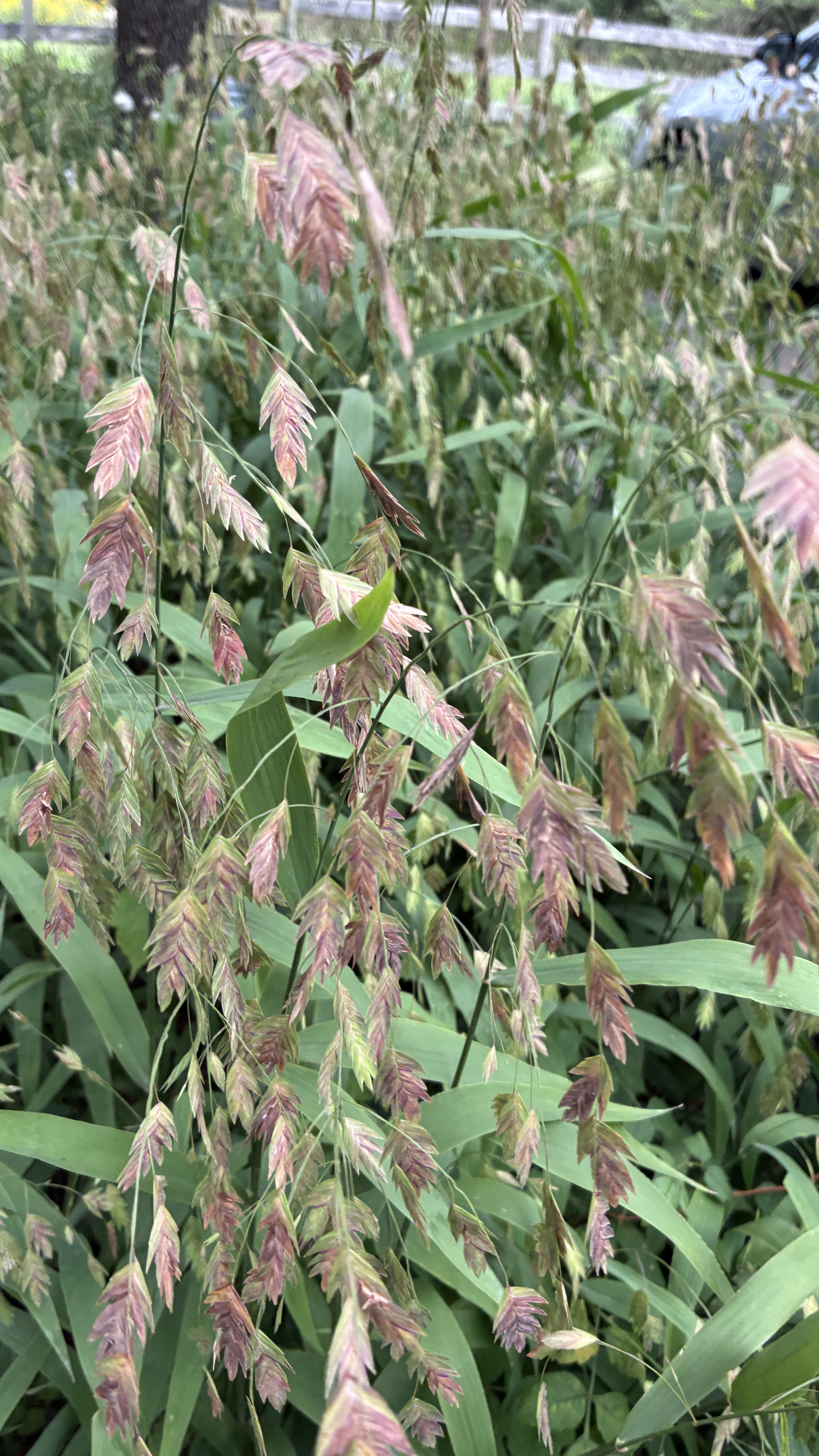 CHASMANTHIUM latifolium
