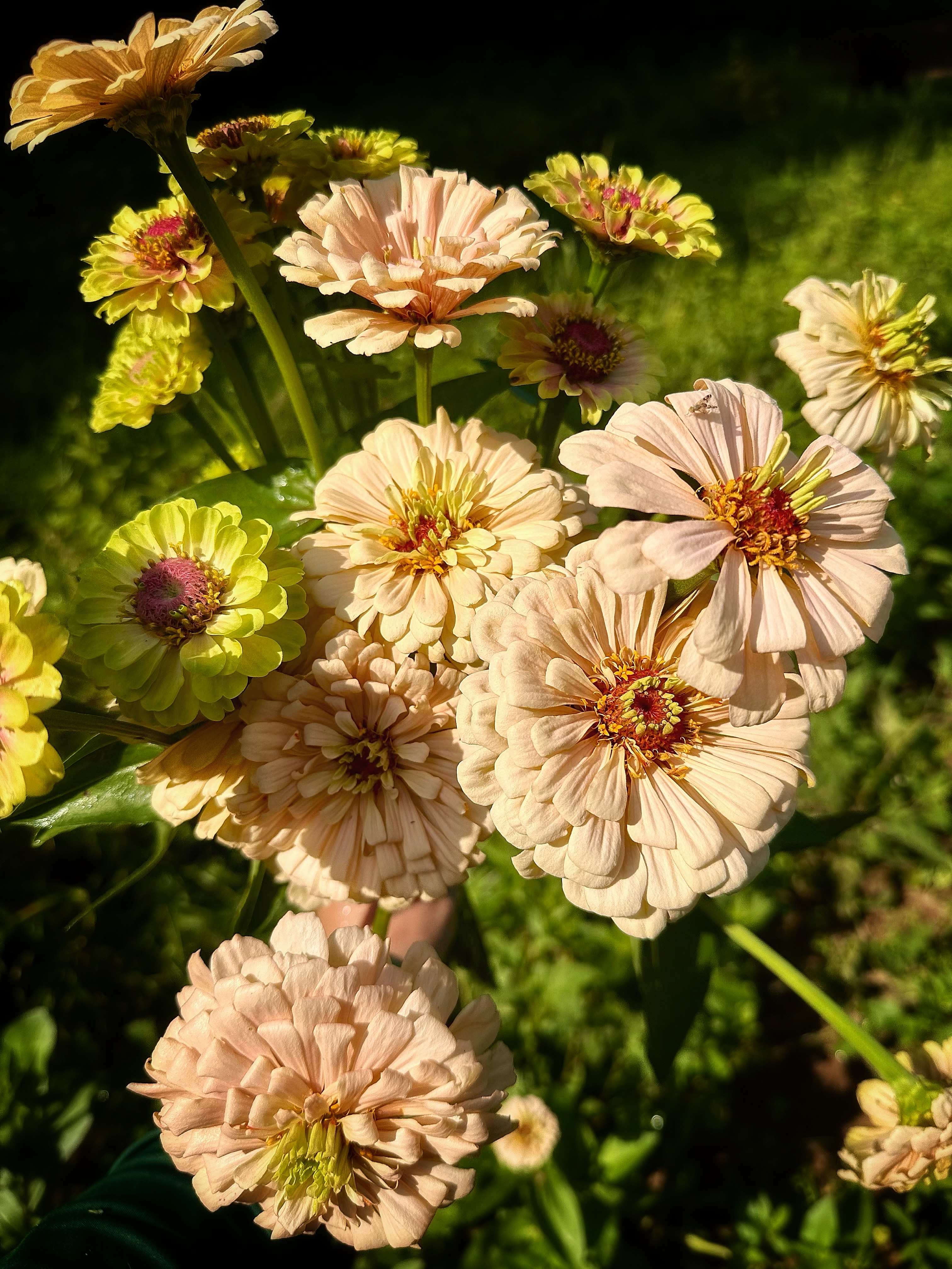 ZINNIA elegans Linen