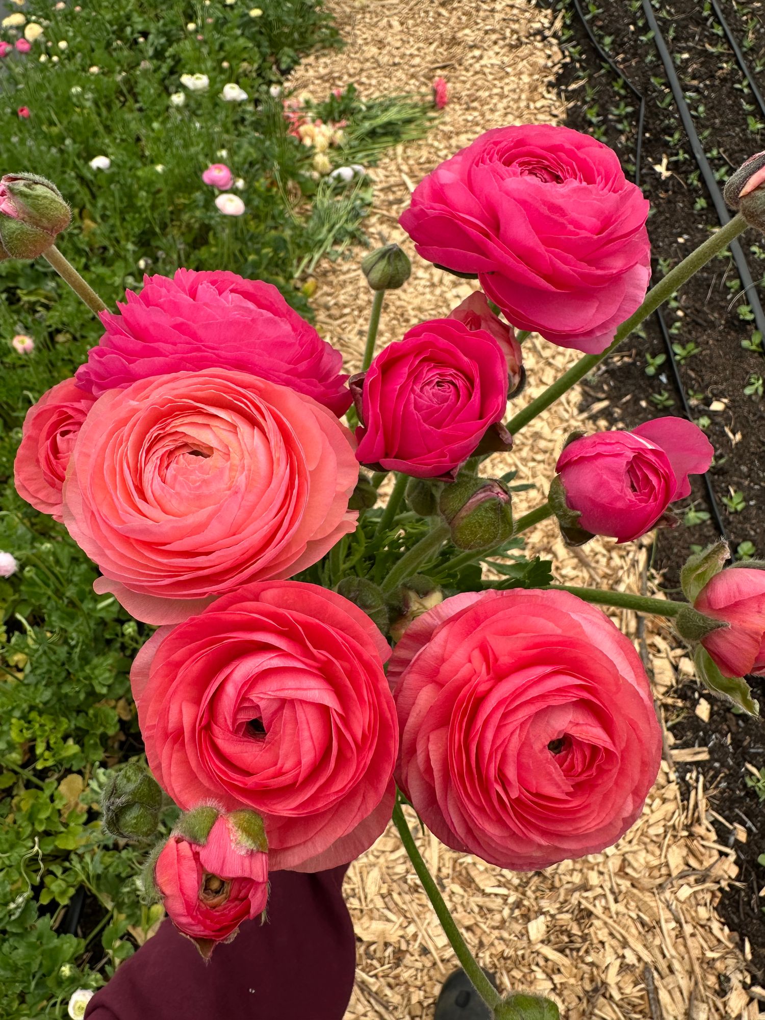 RANUNCULUS Cloni