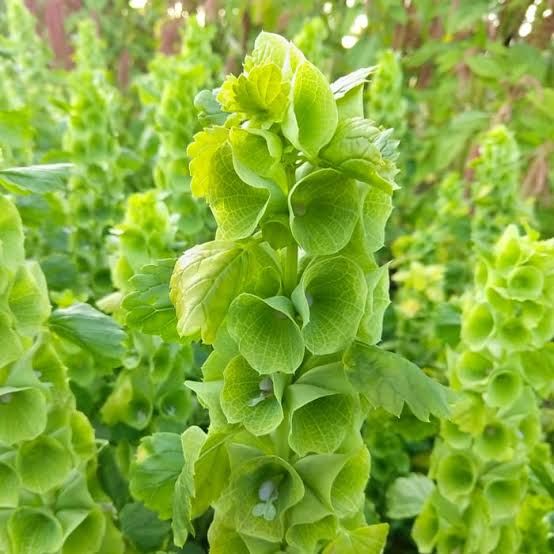 MOLUCCELLA laevis