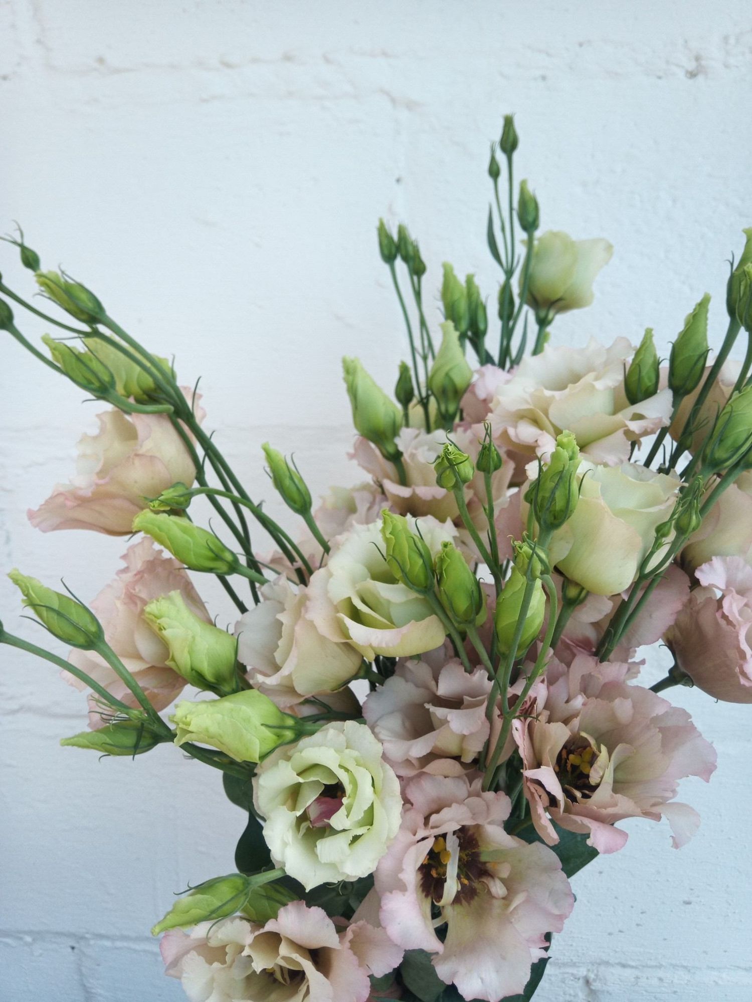 EUSTOMA grandiflorum