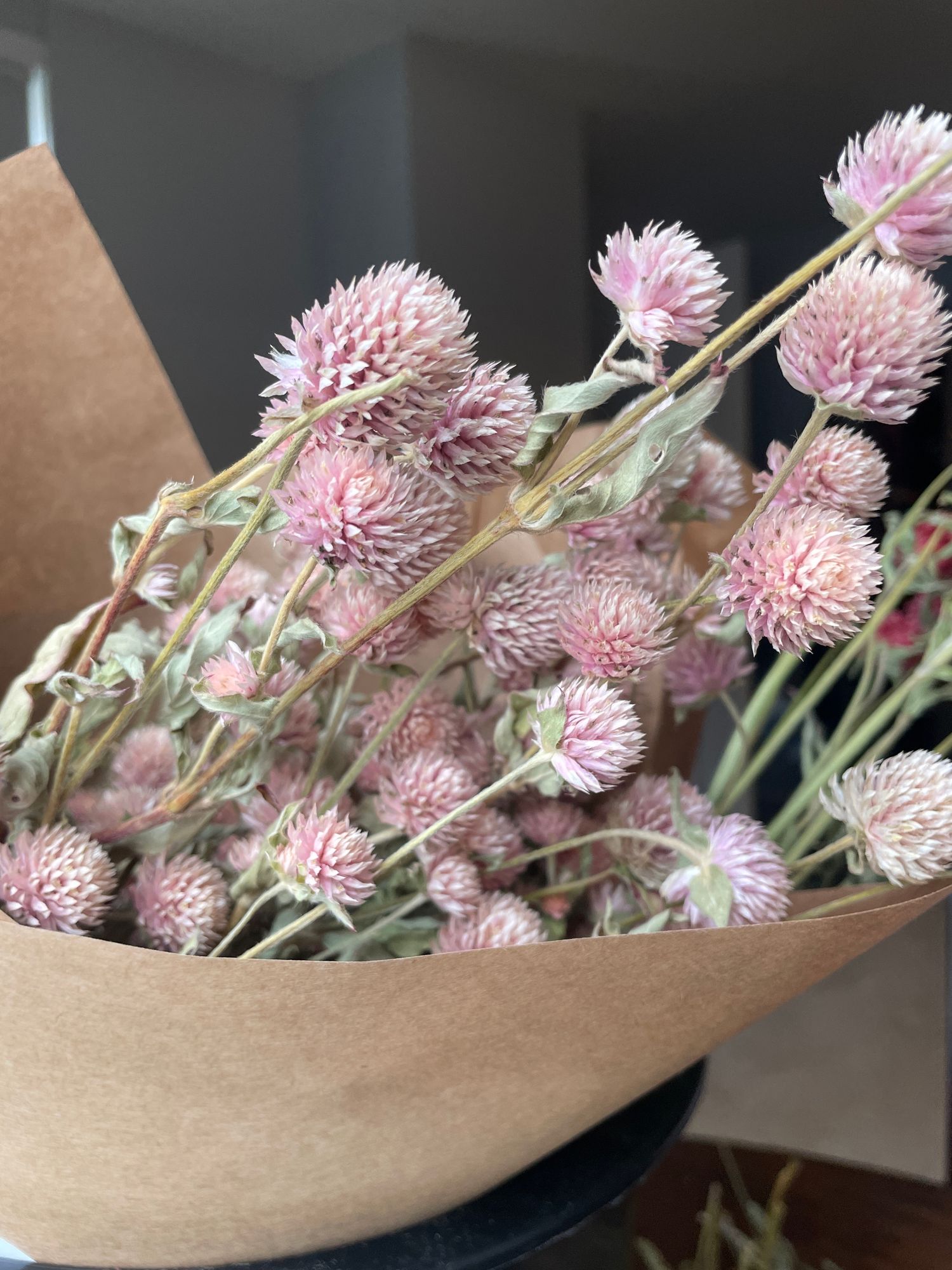 GOMPHRENA globosa QIS Lilac