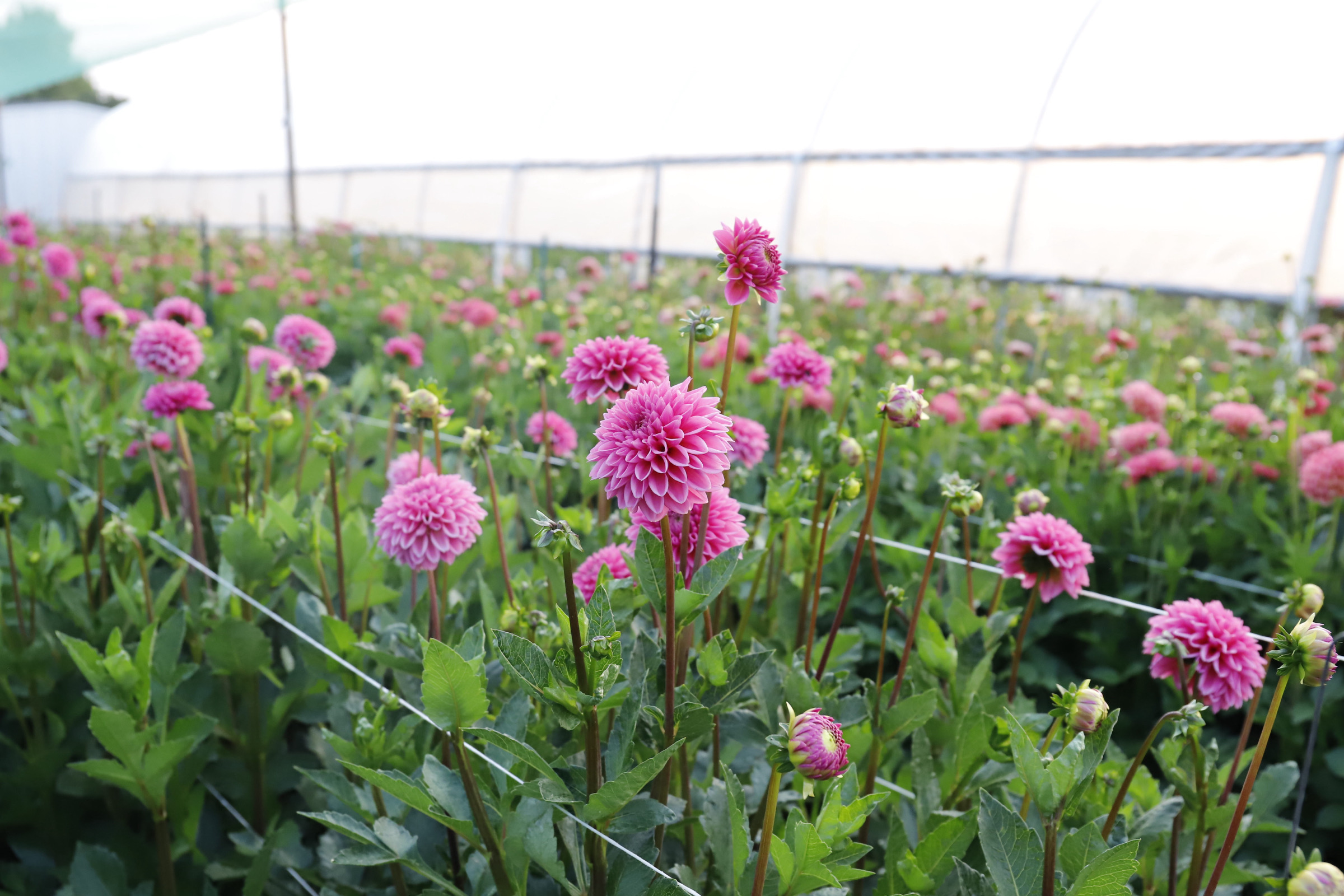 DAHLIA Pink Sylvia