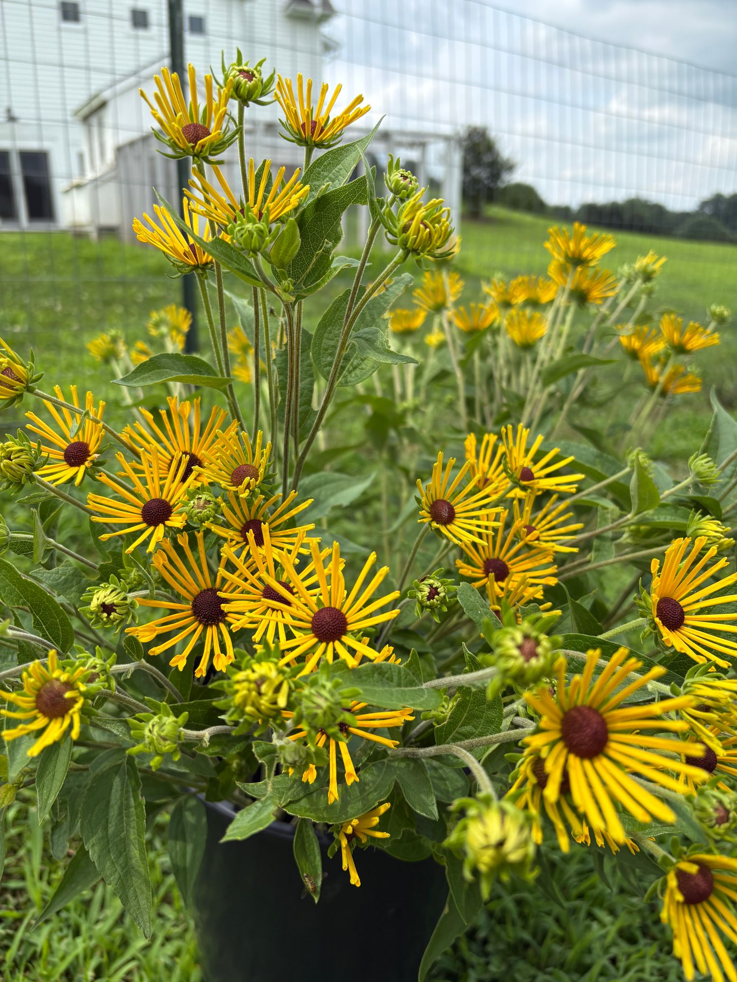 RUDBECKIA subtomentosa Henry Eilers