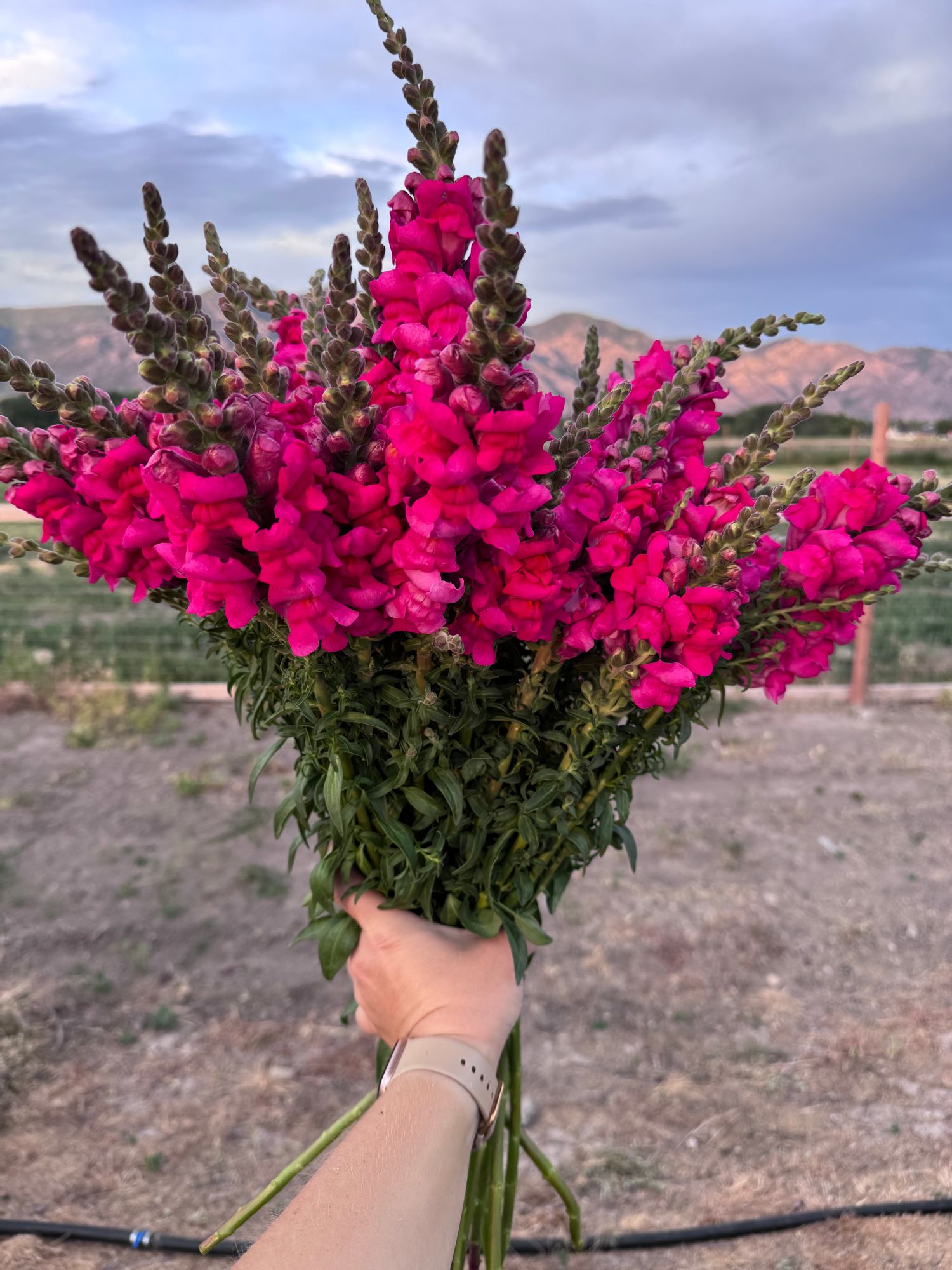 ANTIRRHINUM majus Potomac Cherry Rose
