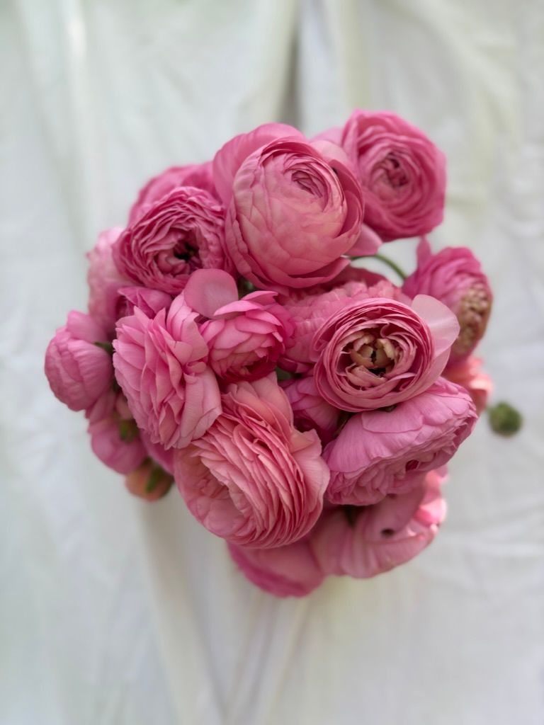 RANUNCULUS Amandine Barby