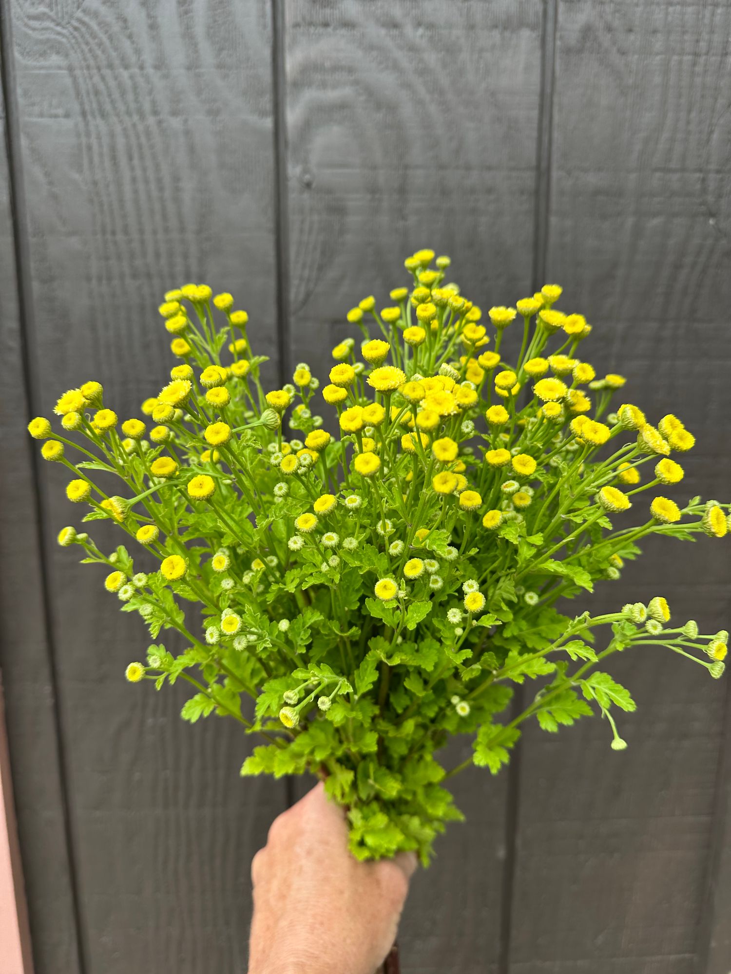 TANACETUM parthenium Vegmo Sunny Ball