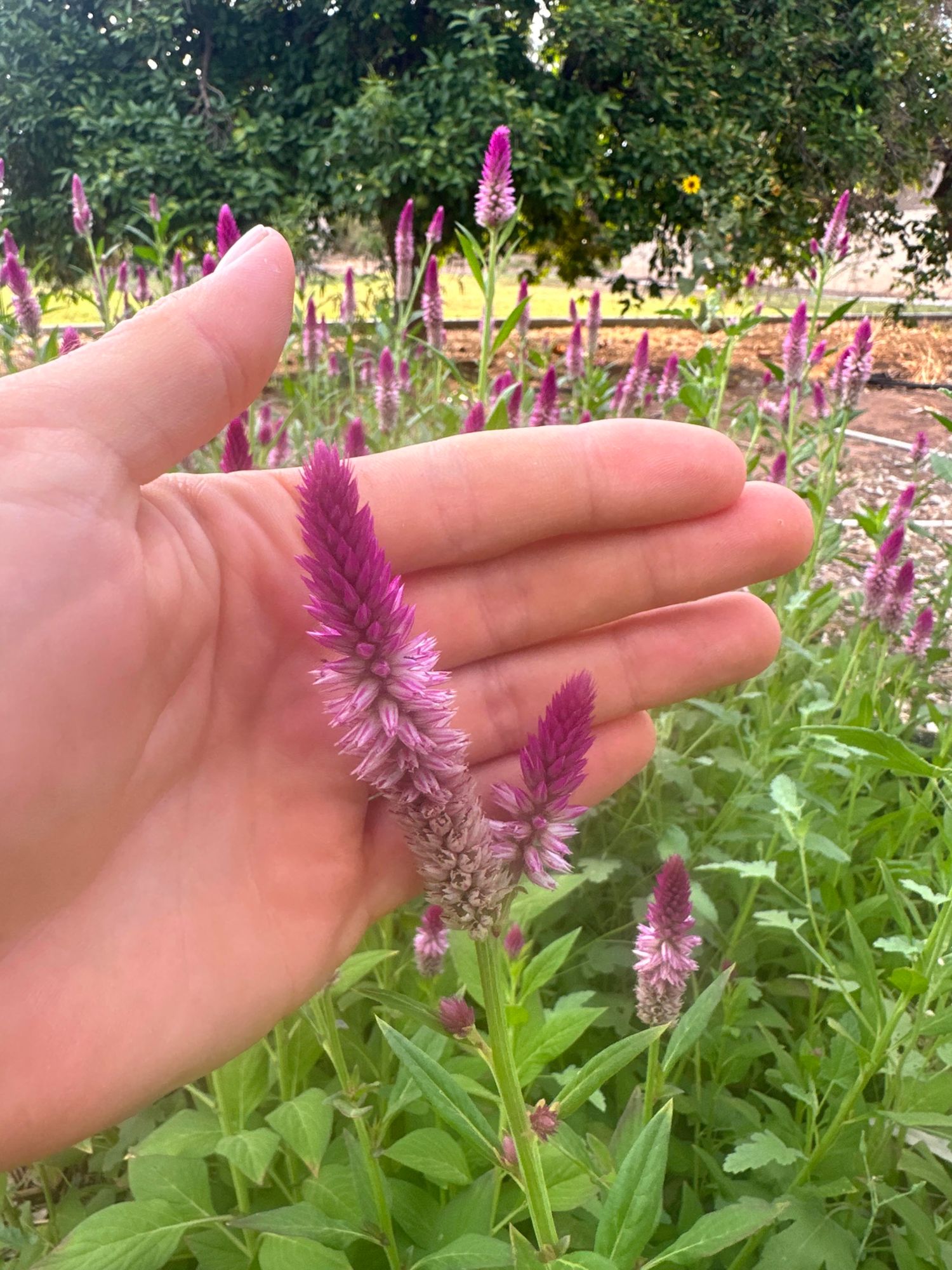 CELOSIA argentea spicata Ruby Parfait