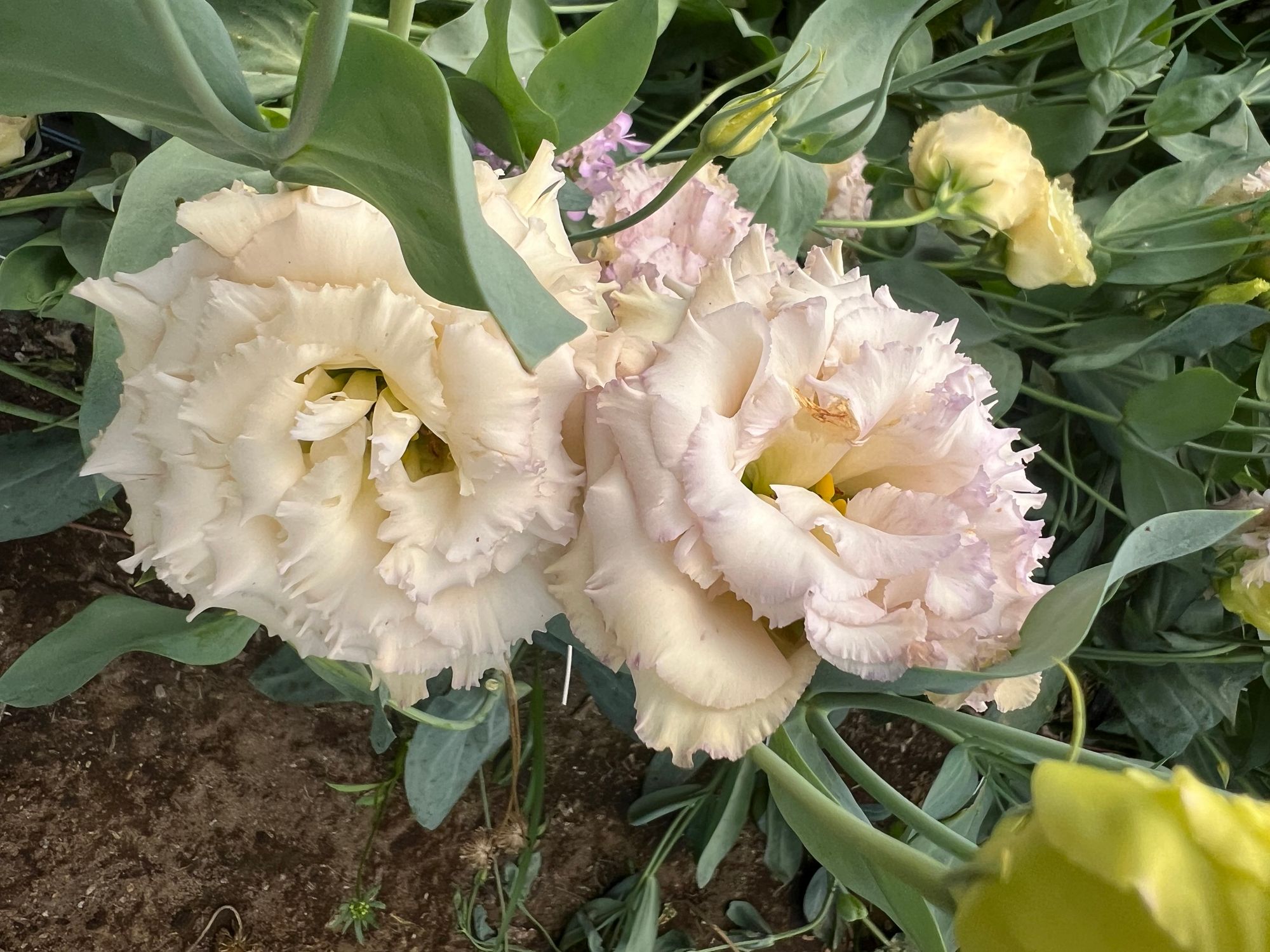 EUSTOMA grandiflorum Blue Chateau