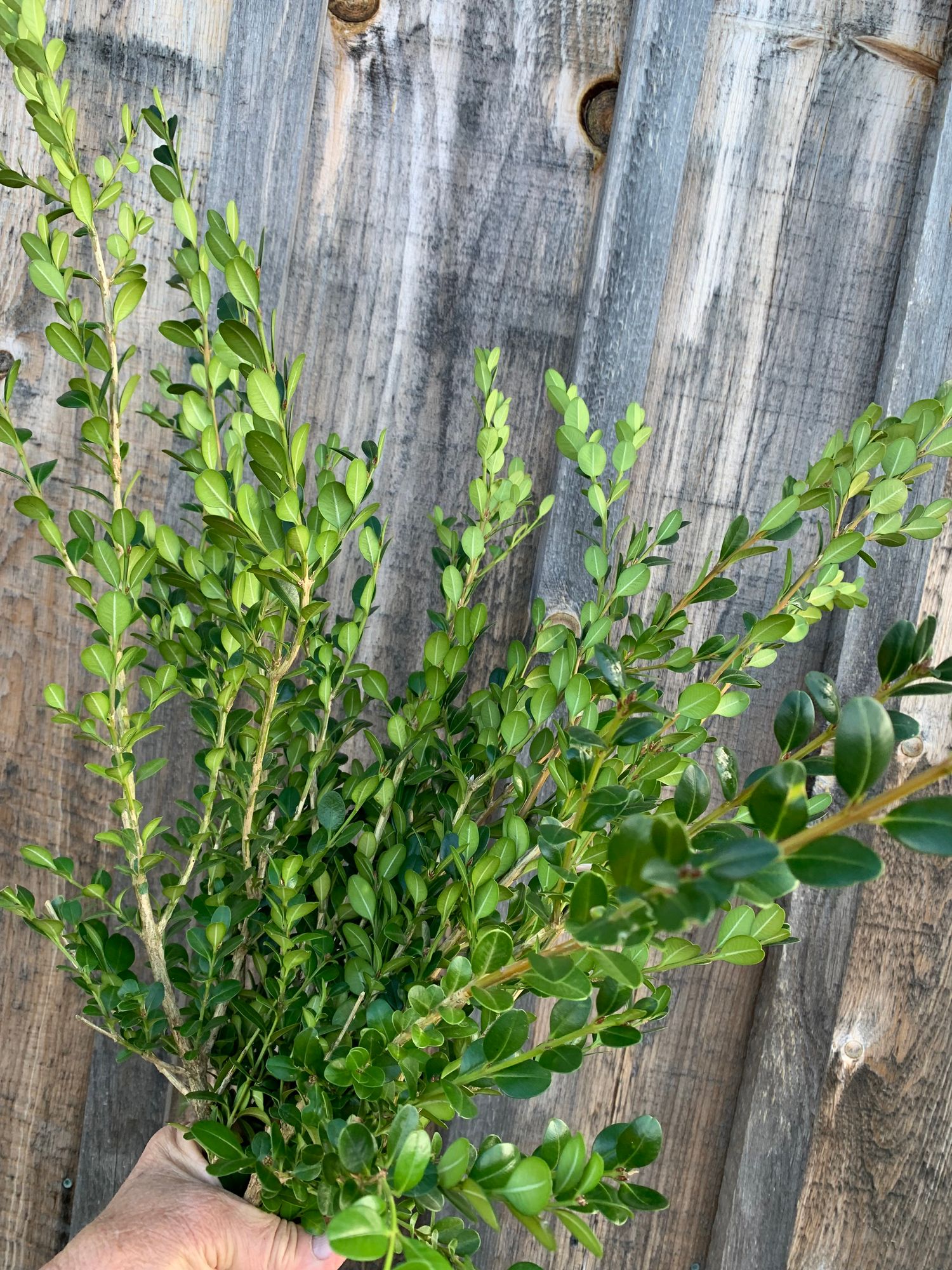 BUXUS