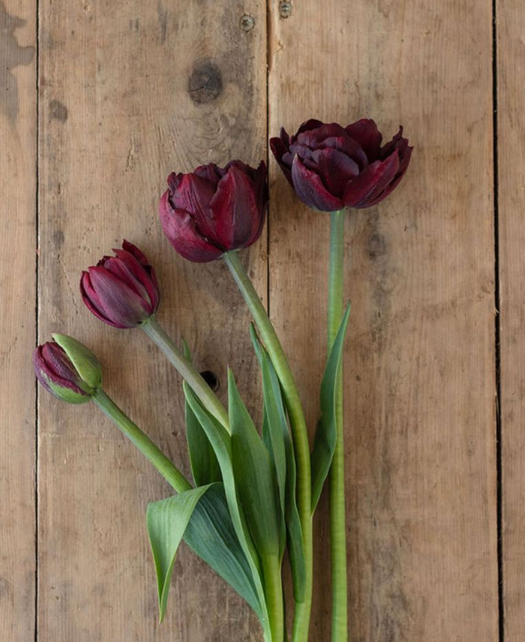 TULIPA Palmyra