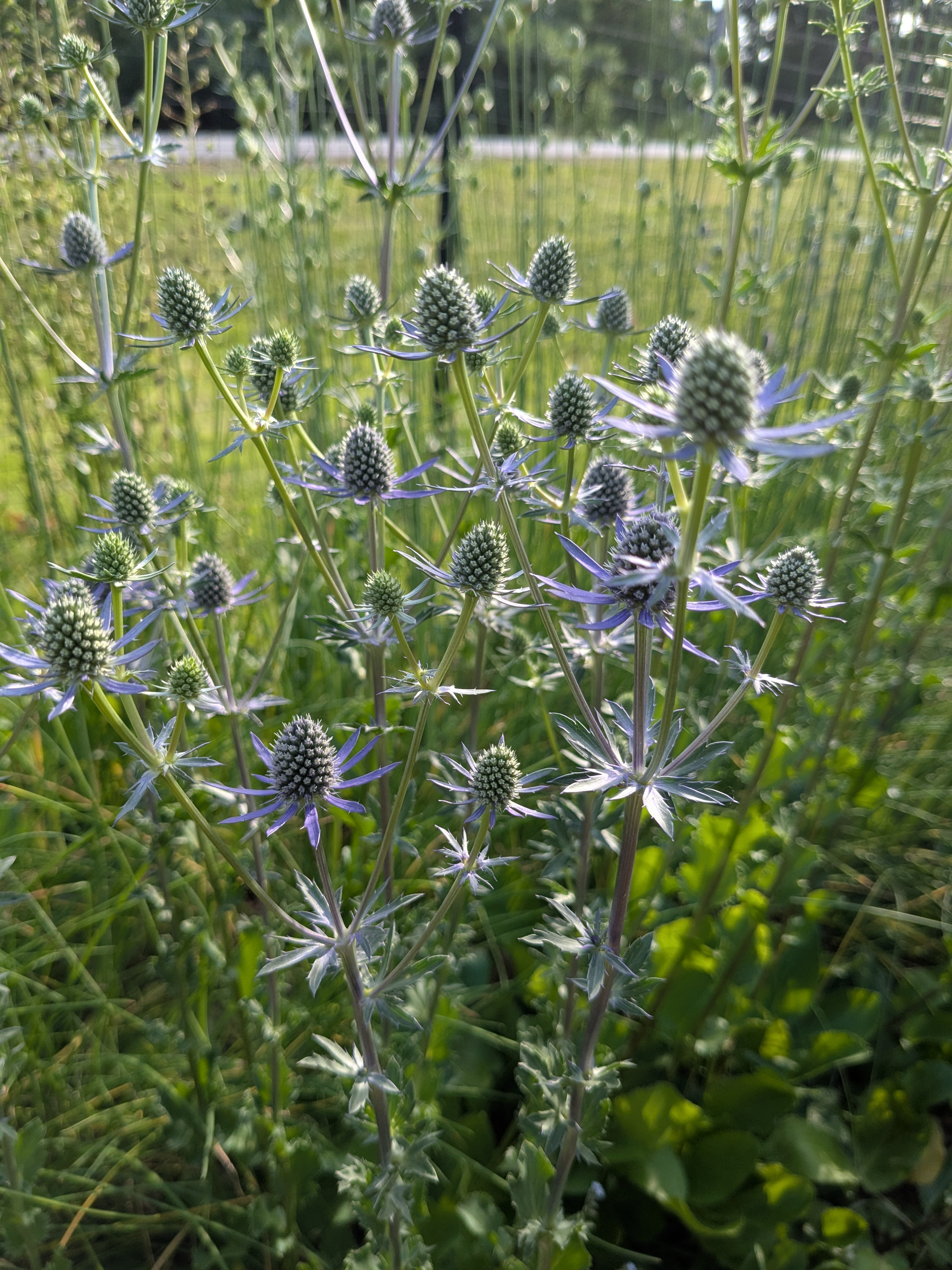 ERYNGIUM planum Blue Glitter