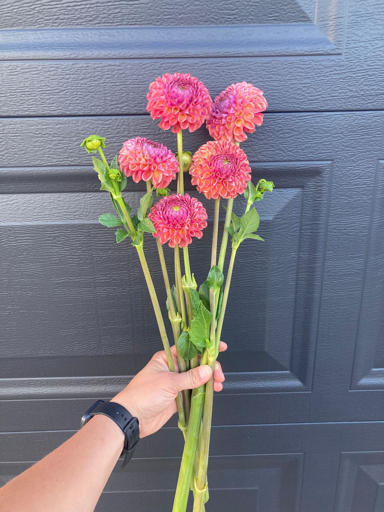 DAHLIA Caitlins Joy