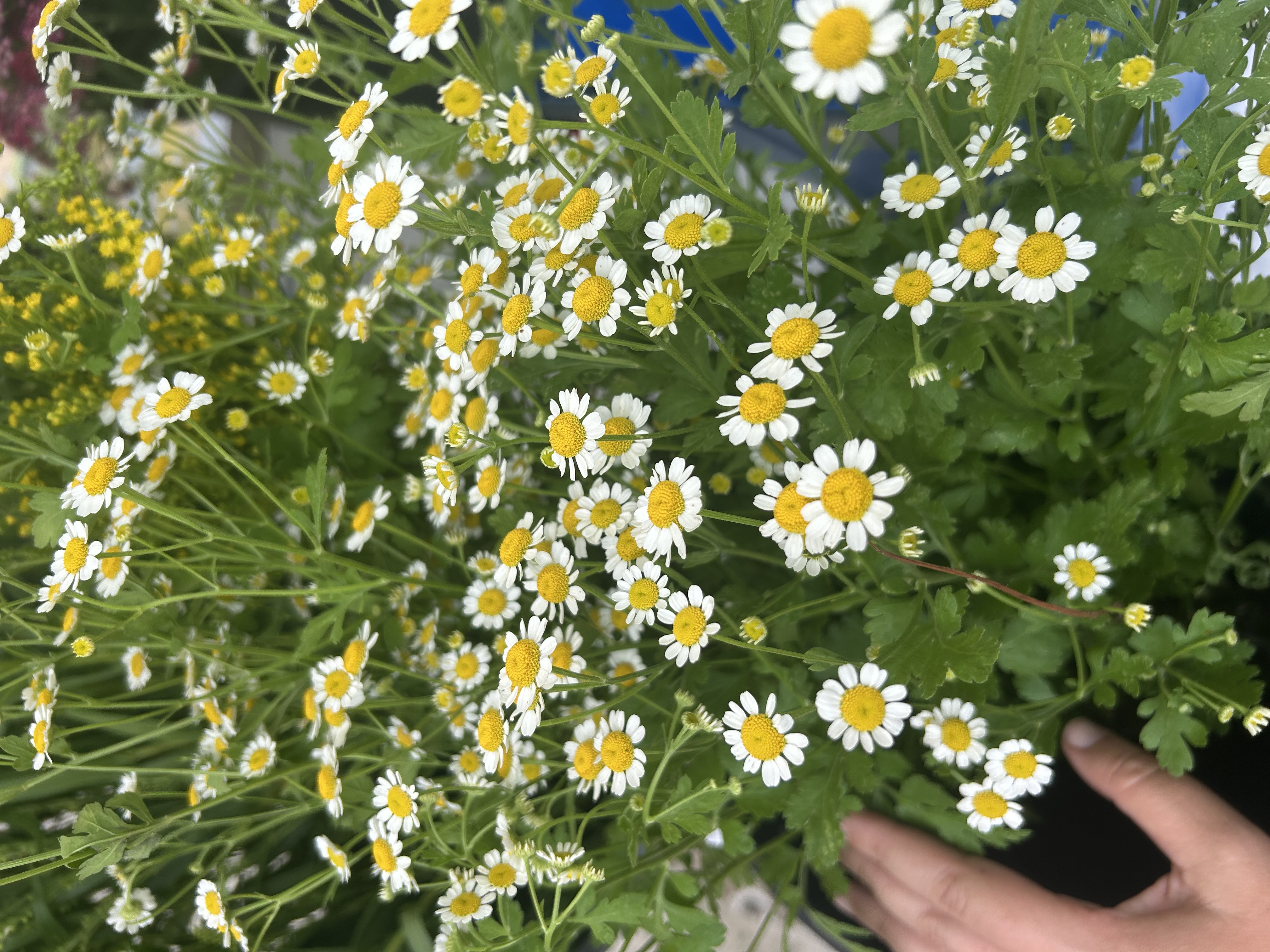 TANACETUM parthenium Magic Single