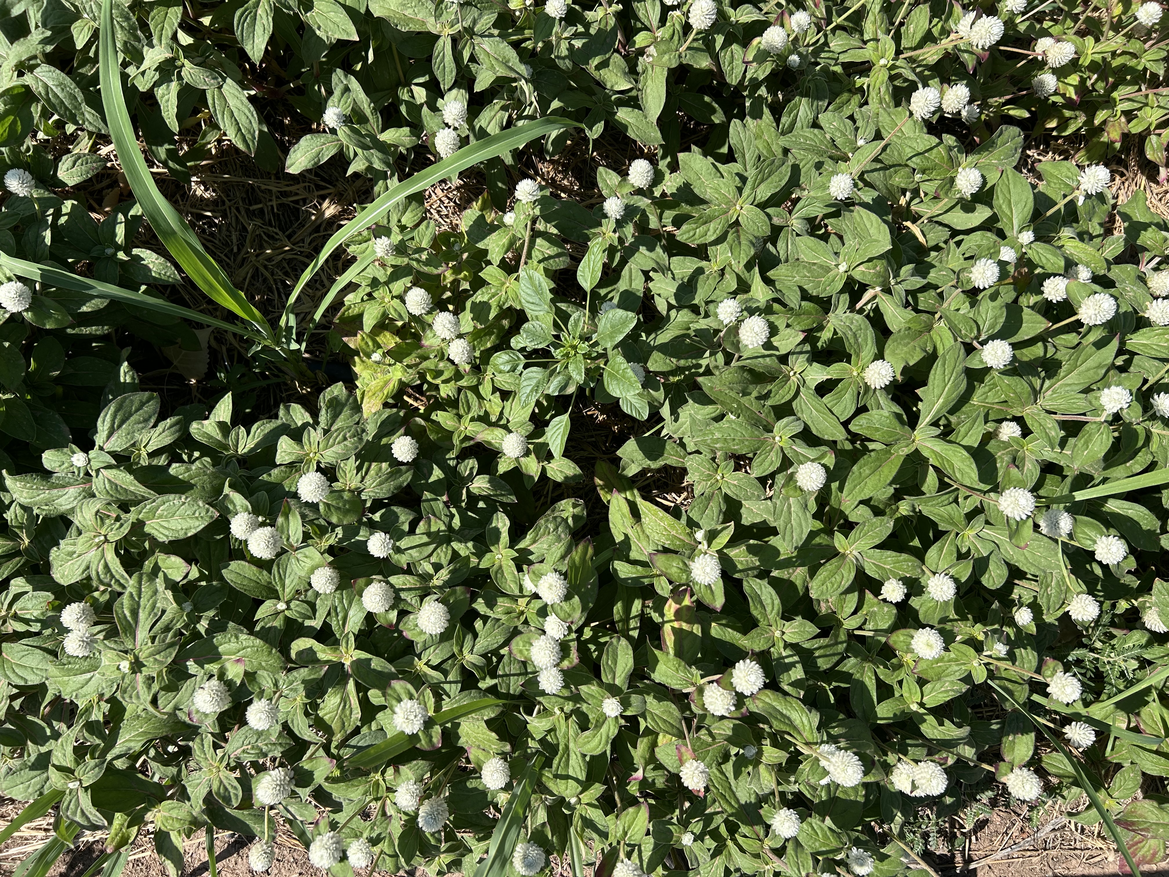 GOMPHRENA globosa Audray