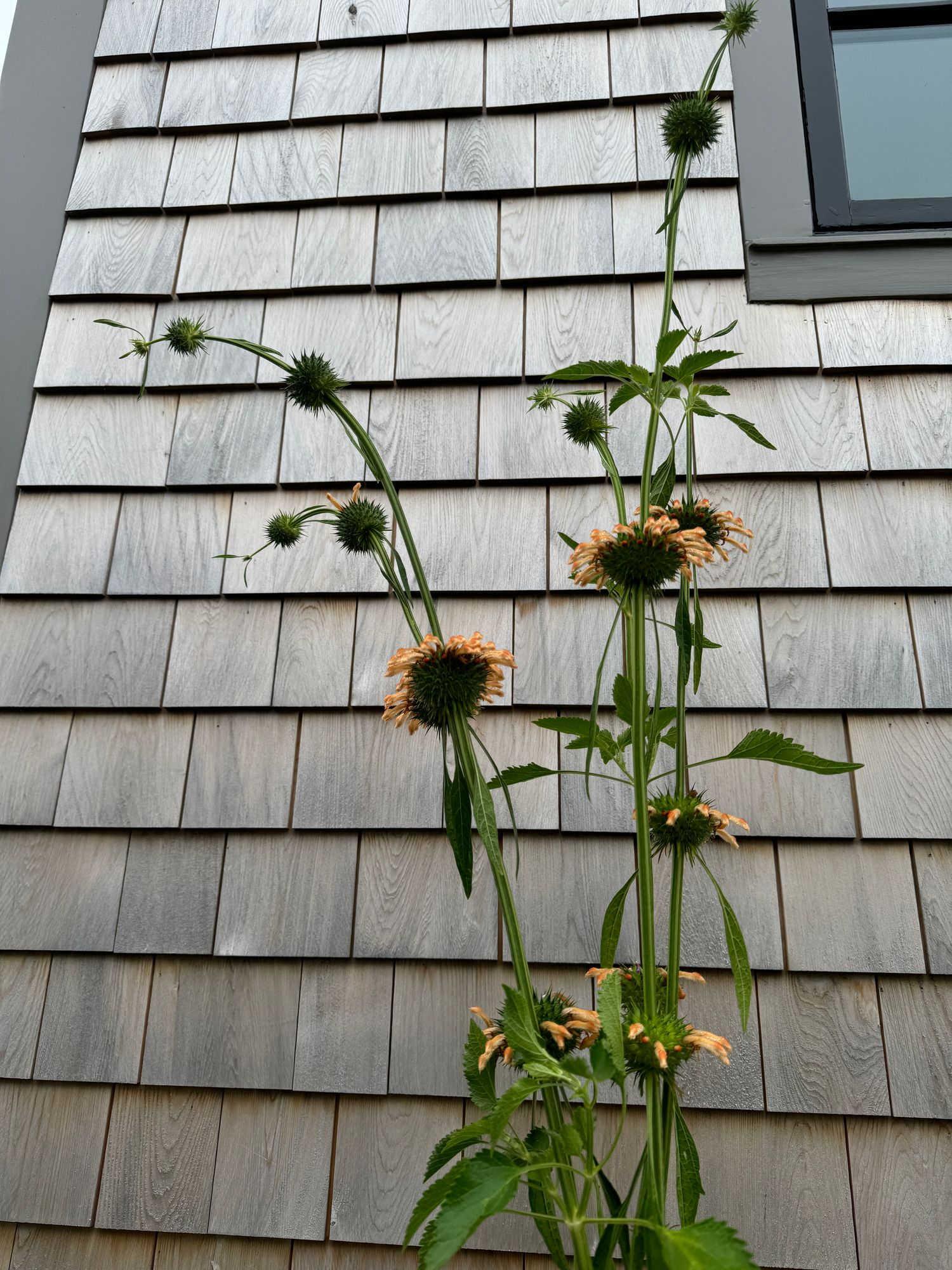 LEONOTIS nepetifolia Staircase