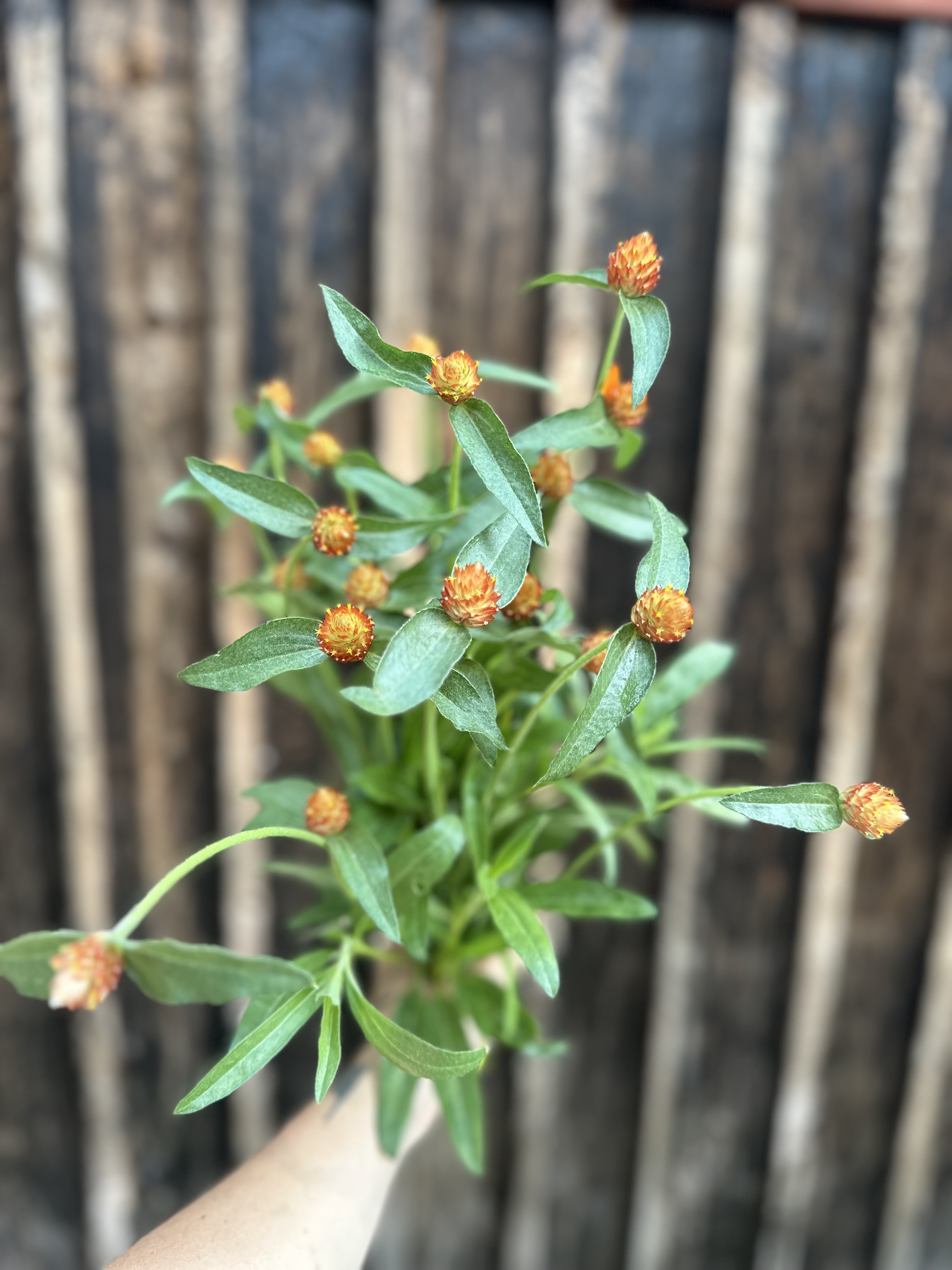 GOMPHRENA globosa QIS