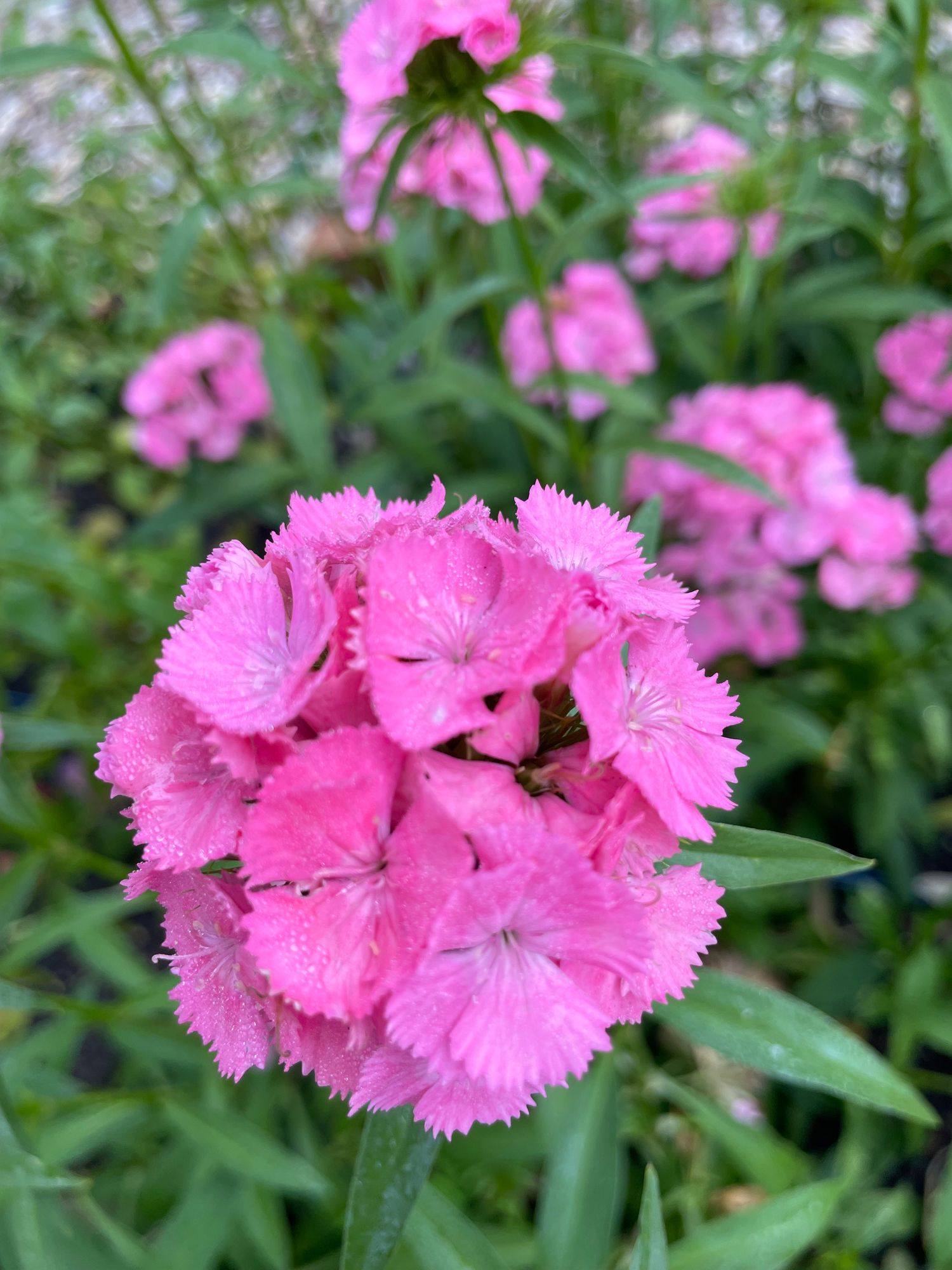 DIANTHUS barbatus Sweet Pink