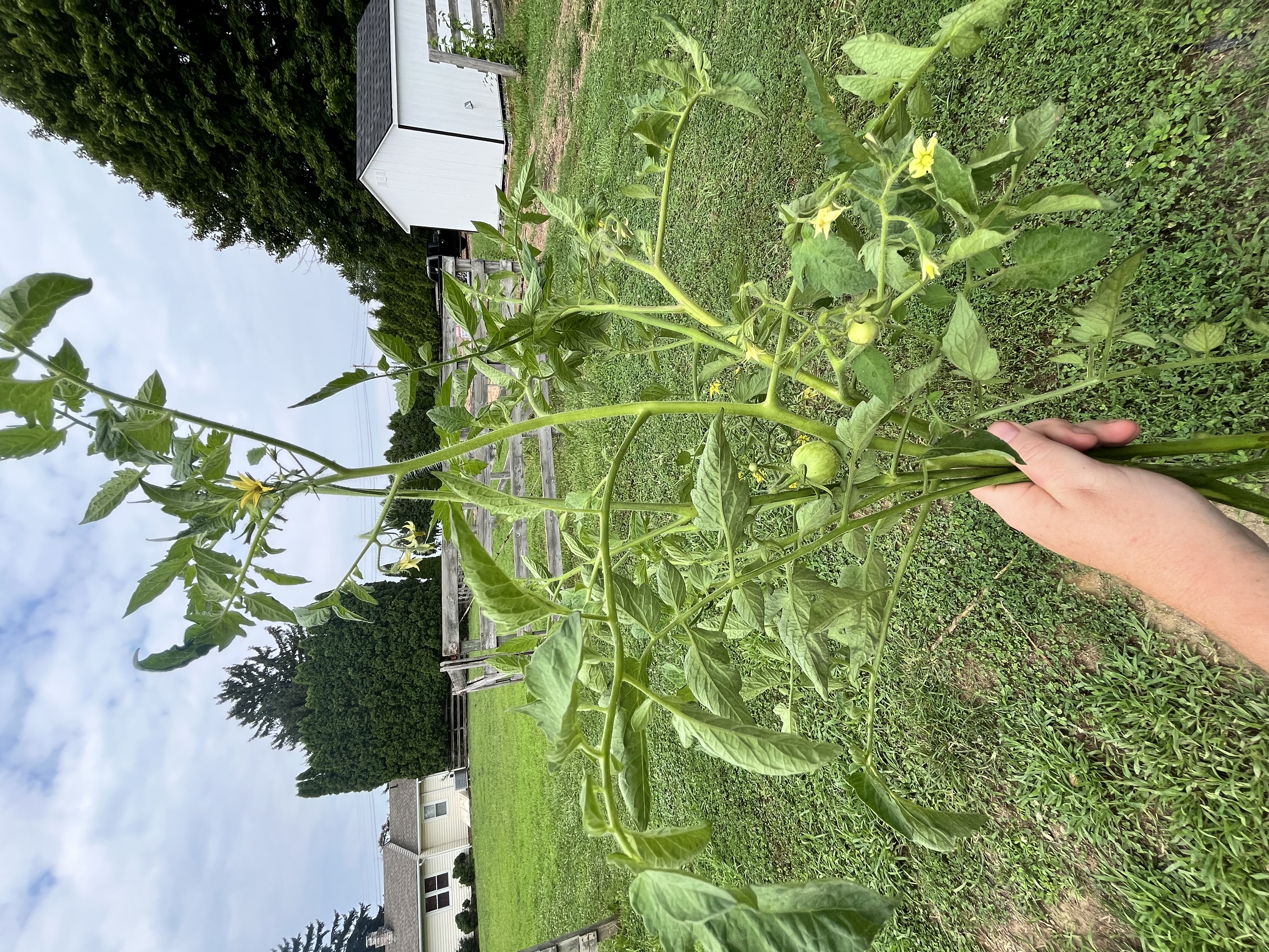 SOLANUM lycopersicum