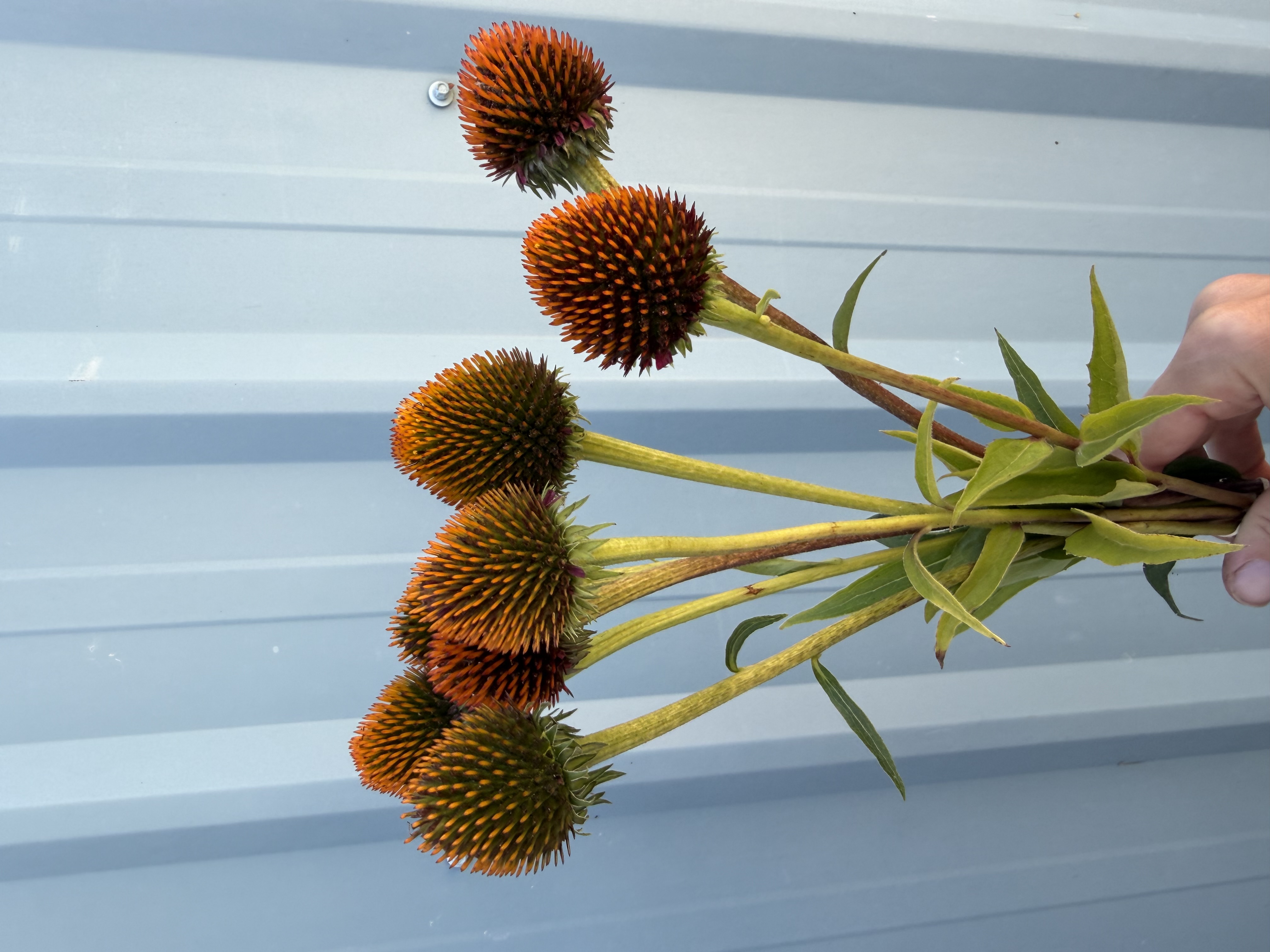 ECHINACEA angustifolia