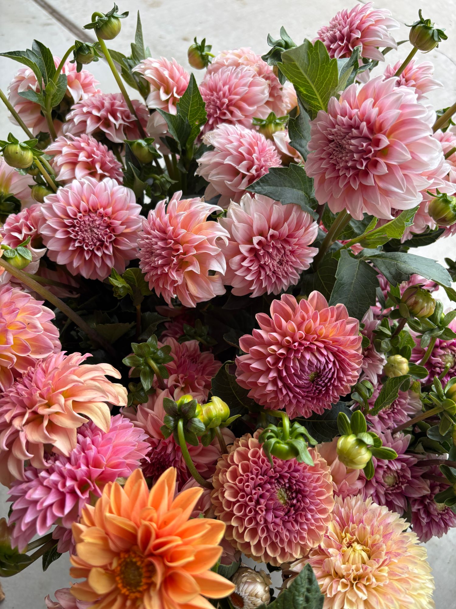 Mixed dahlia bucket