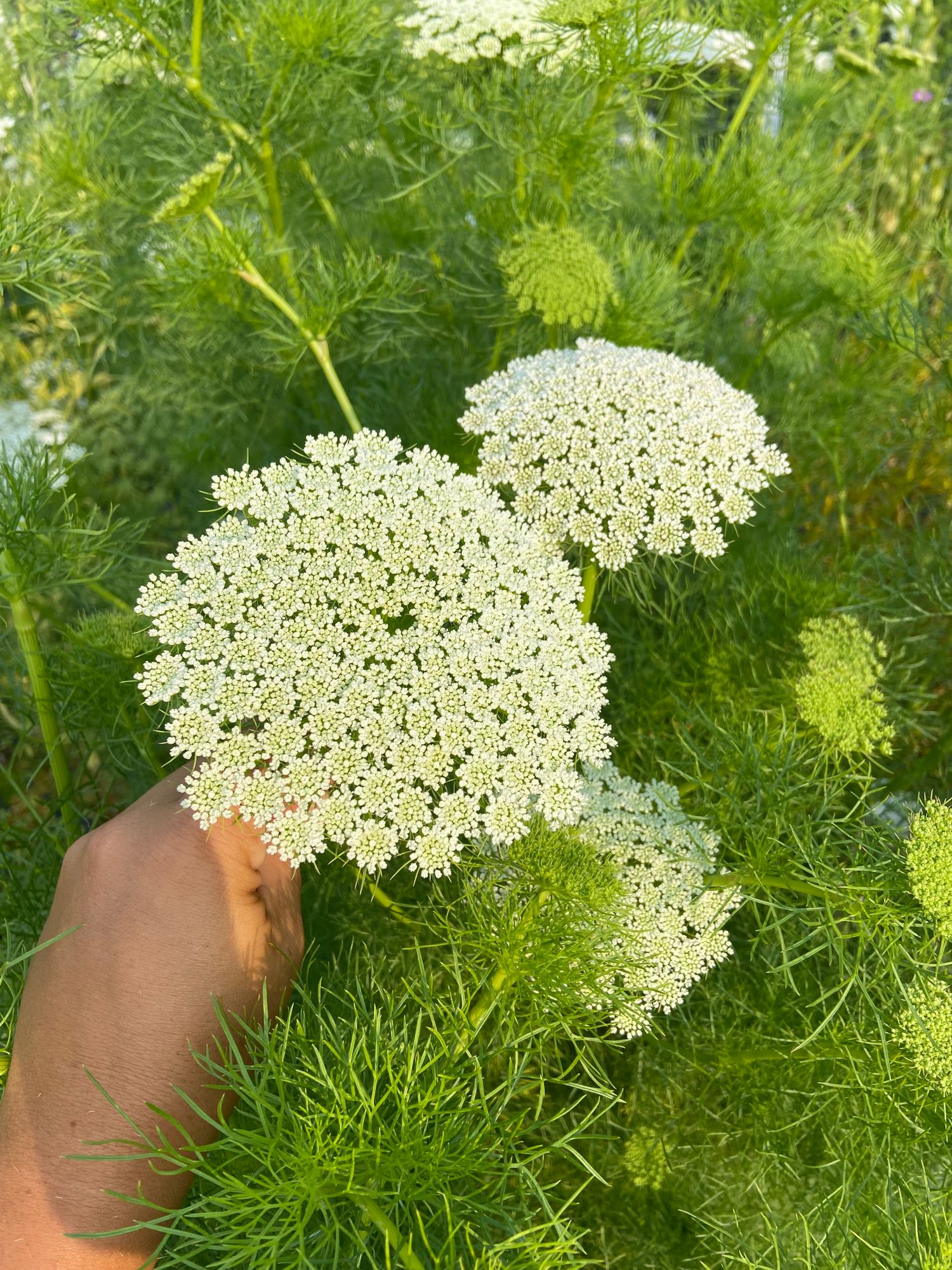 AMMI visnaga Green Mist