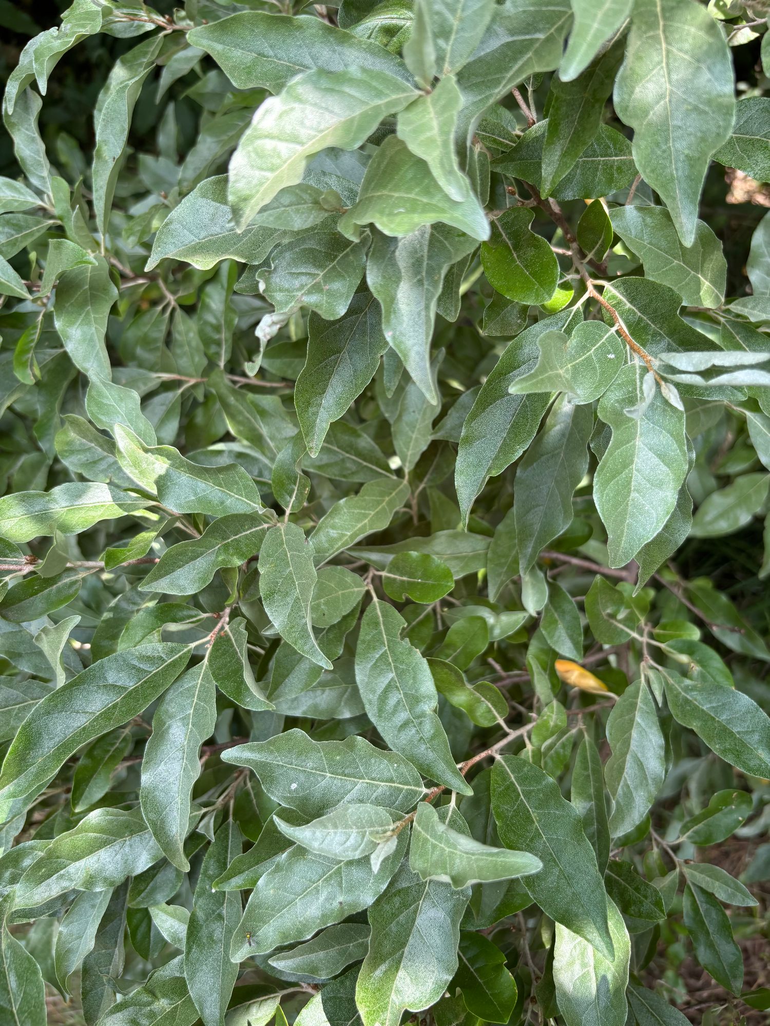 ELAEAGNUS umbellata