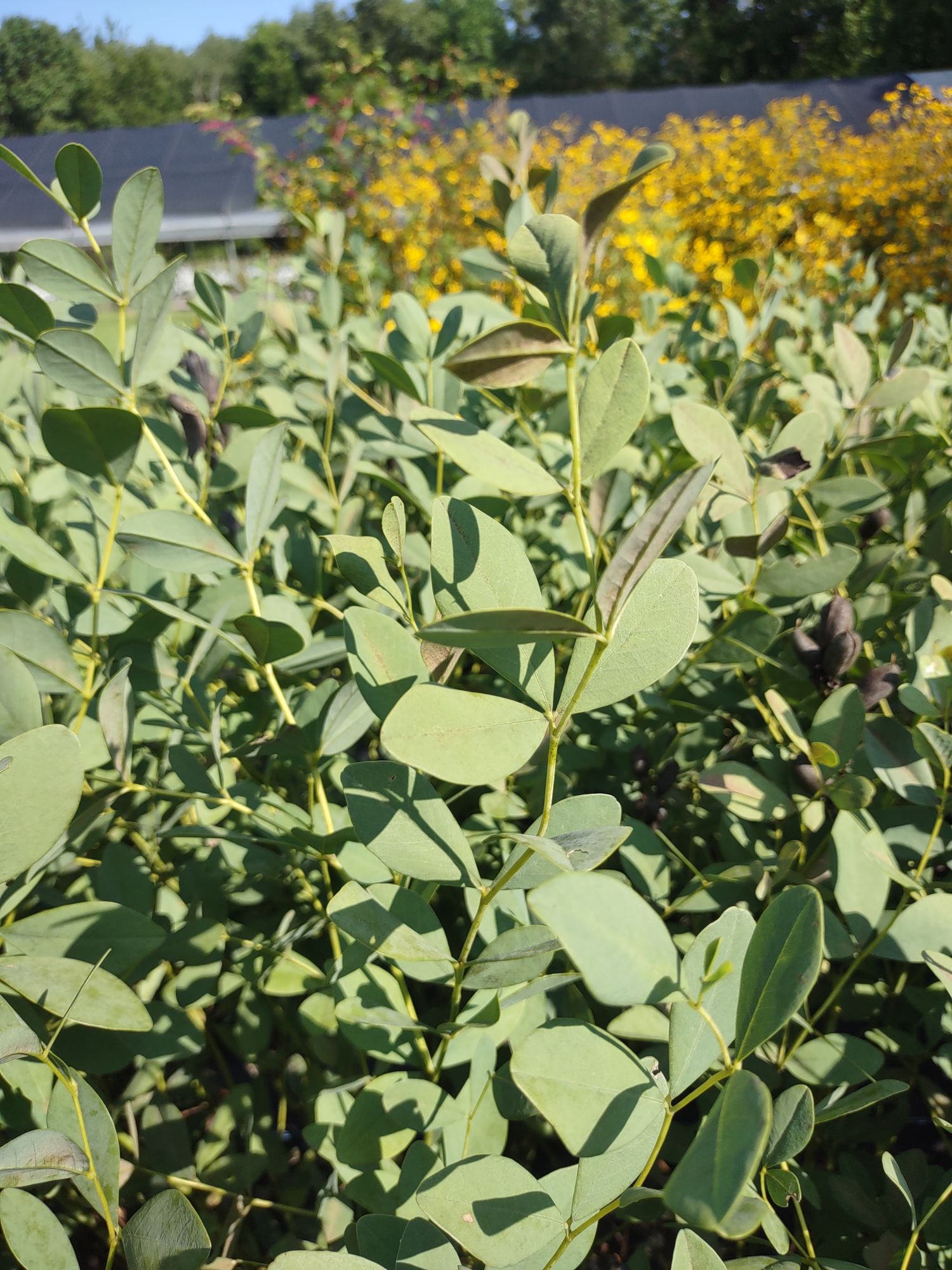 BAPTISIA australis